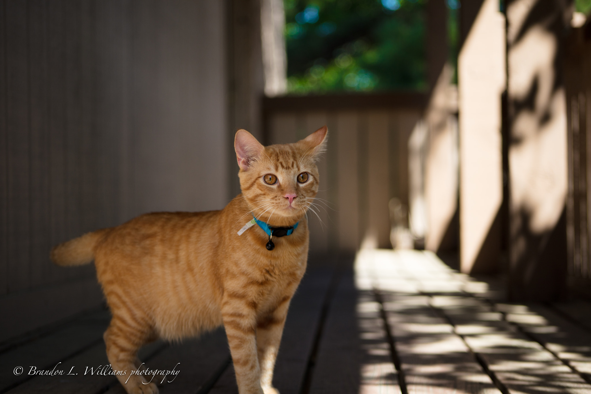 Canon EF 75-300mm f/4-5.6 USM sample photo. He's on the hunt. photography