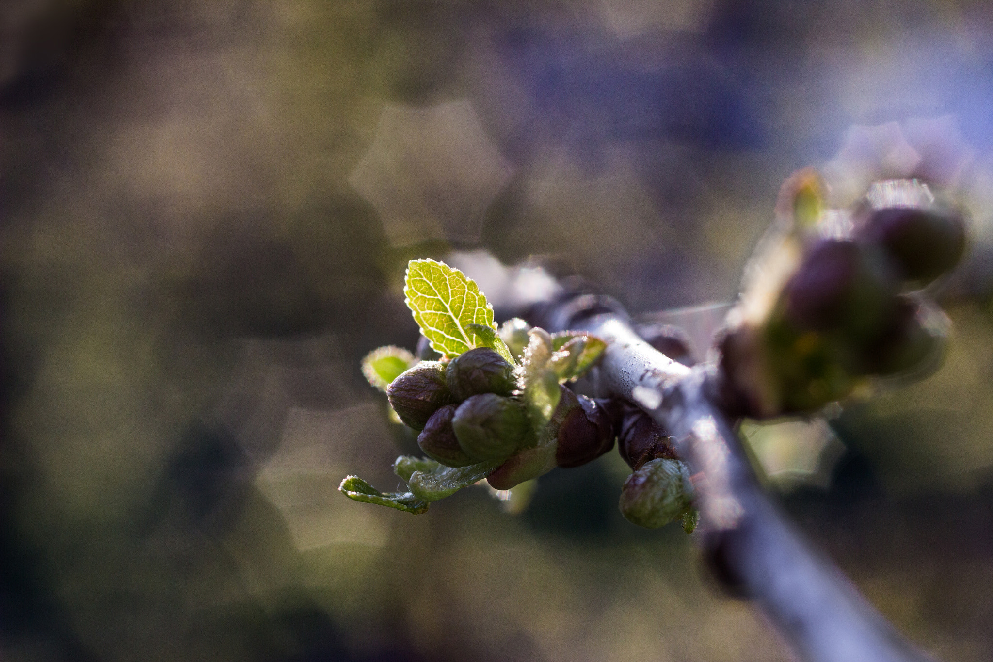 Canon EF 35-80mm f/4-5.6 sample photo. Hello world photography