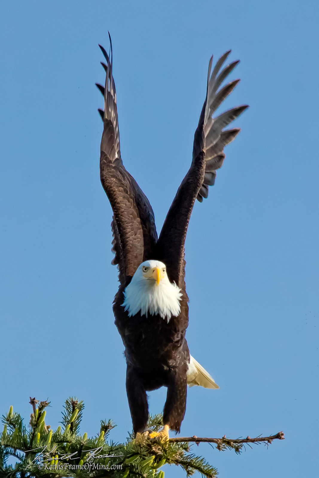 Canon EOS 5DS sample photo. Bald eagle lifting photography