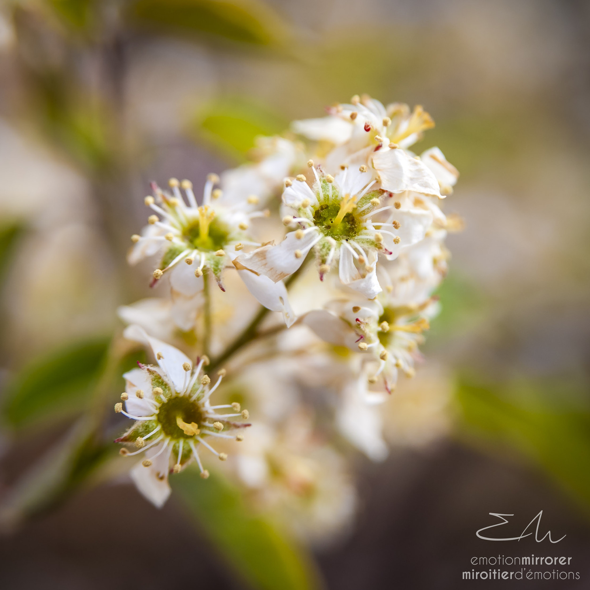 Nikon AF Nikkor 24-85mm F2.8-4D IF sample photo. Fleur photography