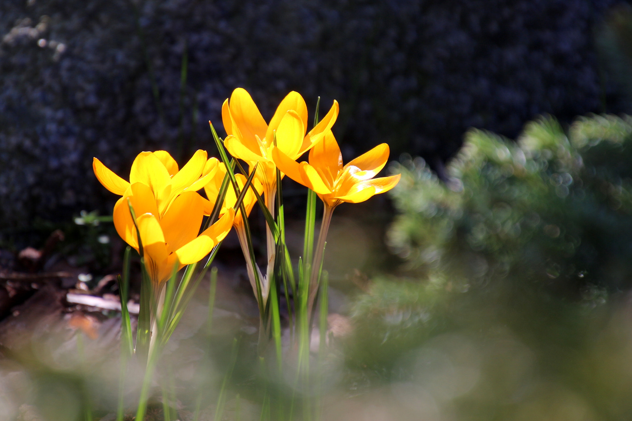 Canon EOS 650D (EOS Rebel T4i / EOS Kiss X6i) sample photo. Crocuses photography