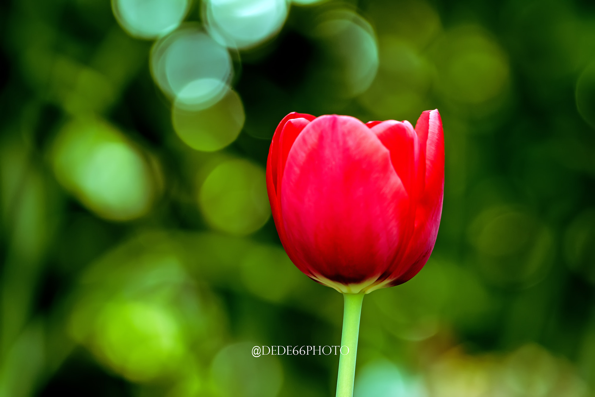 Sigma 105mm F2.8 EX DG OS HSM sample photo. Tulip of my secret garden 2 photography