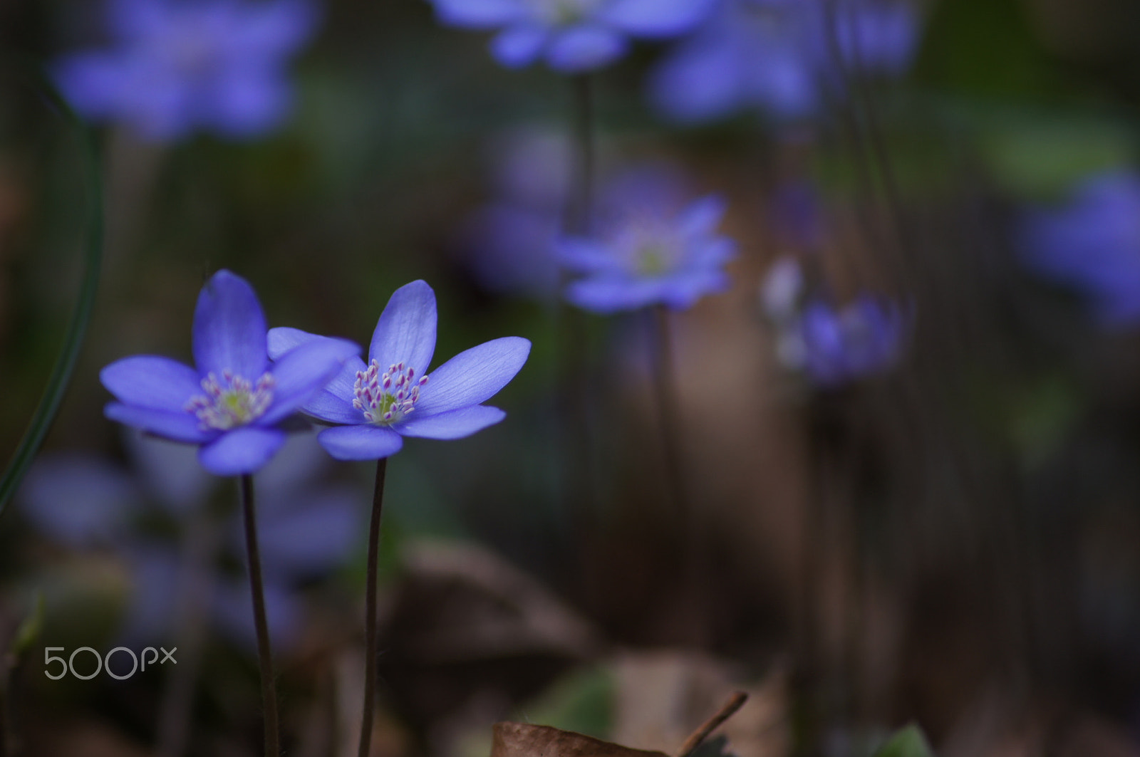 Sony SLT-A55 (SLT-A55V) sample photo. Spring flowers photography