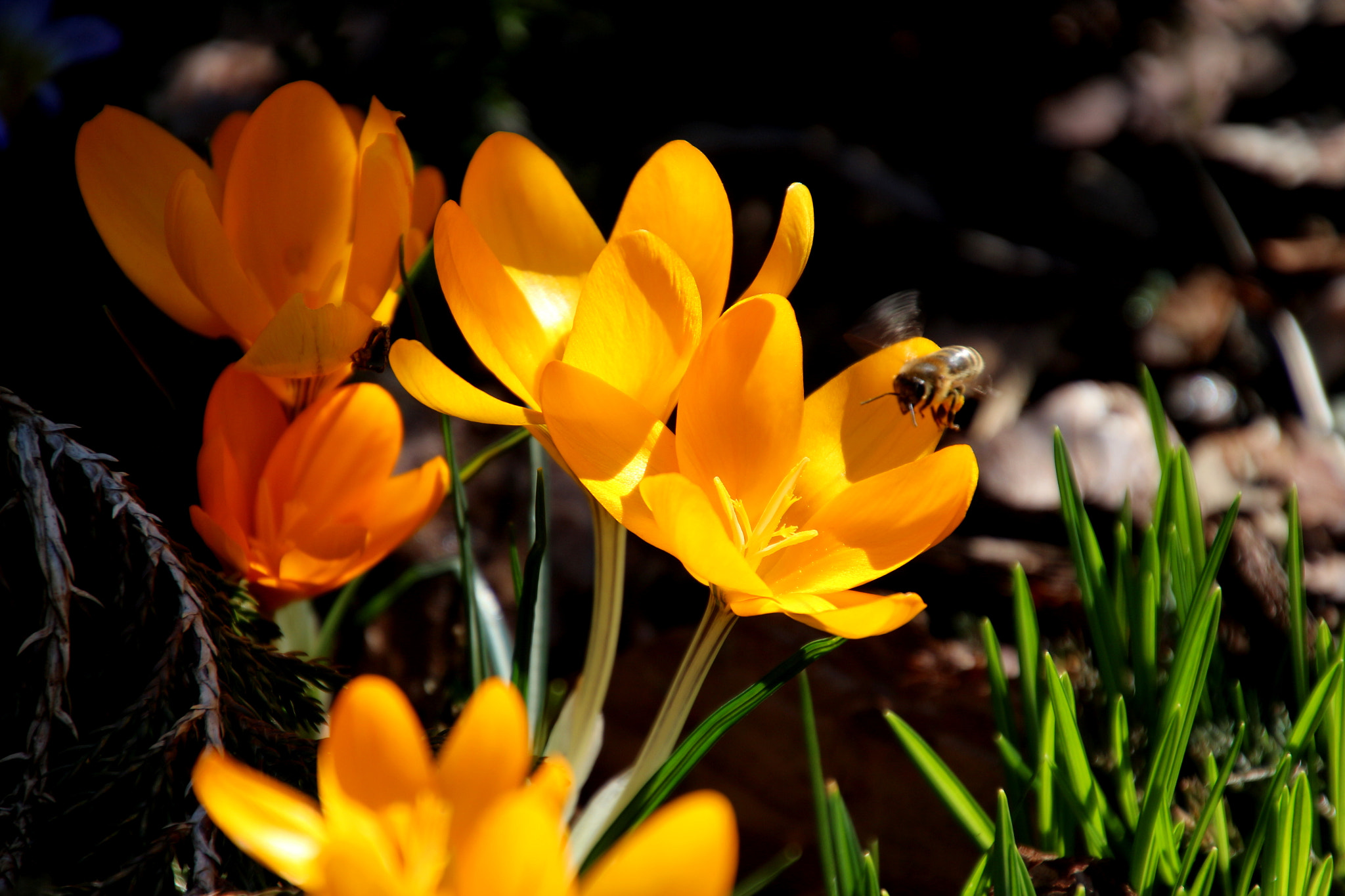 Canon EOS 650D (EOS Rebel T4i / EOS Kiss X6i) sample photo. Crocuses photography