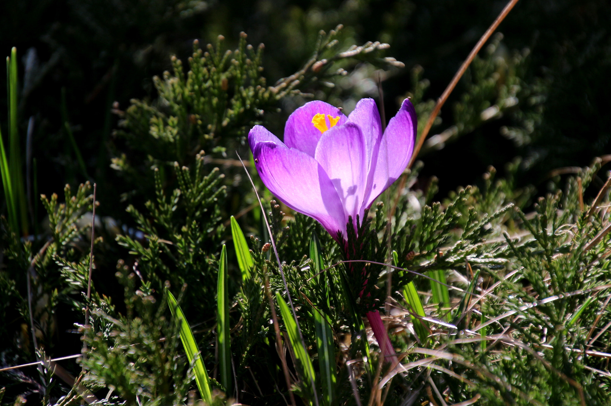 Canon EOS 650D (EOS Rebel T4i / EOS Kiss X6i) sample photo. Crocus photography