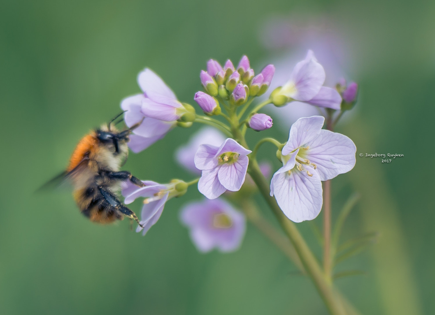 Nikon AF-S Nikkor 70-200mm F2.8G ED VR II sample photo. Fuzzy buzzy bumblebee photography