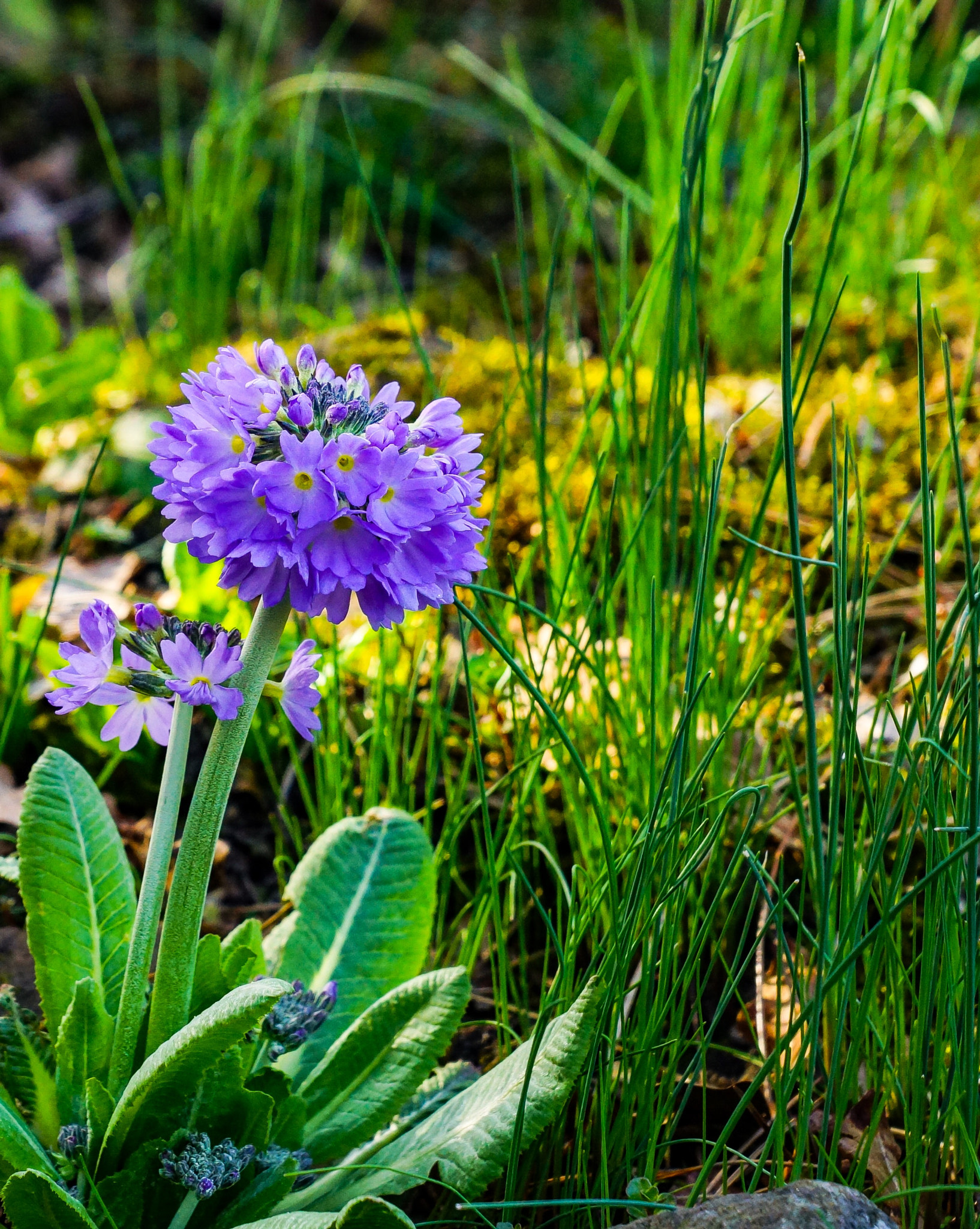 Sony SLT-A77 sample photo. Spring in essen photography