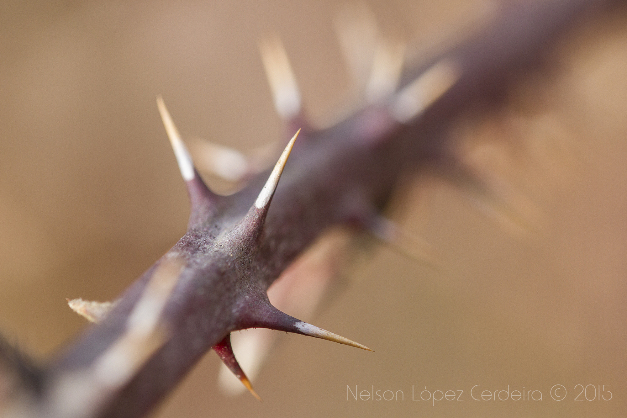 Sigma 105mm F2.8 EX DG OS HSM sample photo. Macro 05 photography