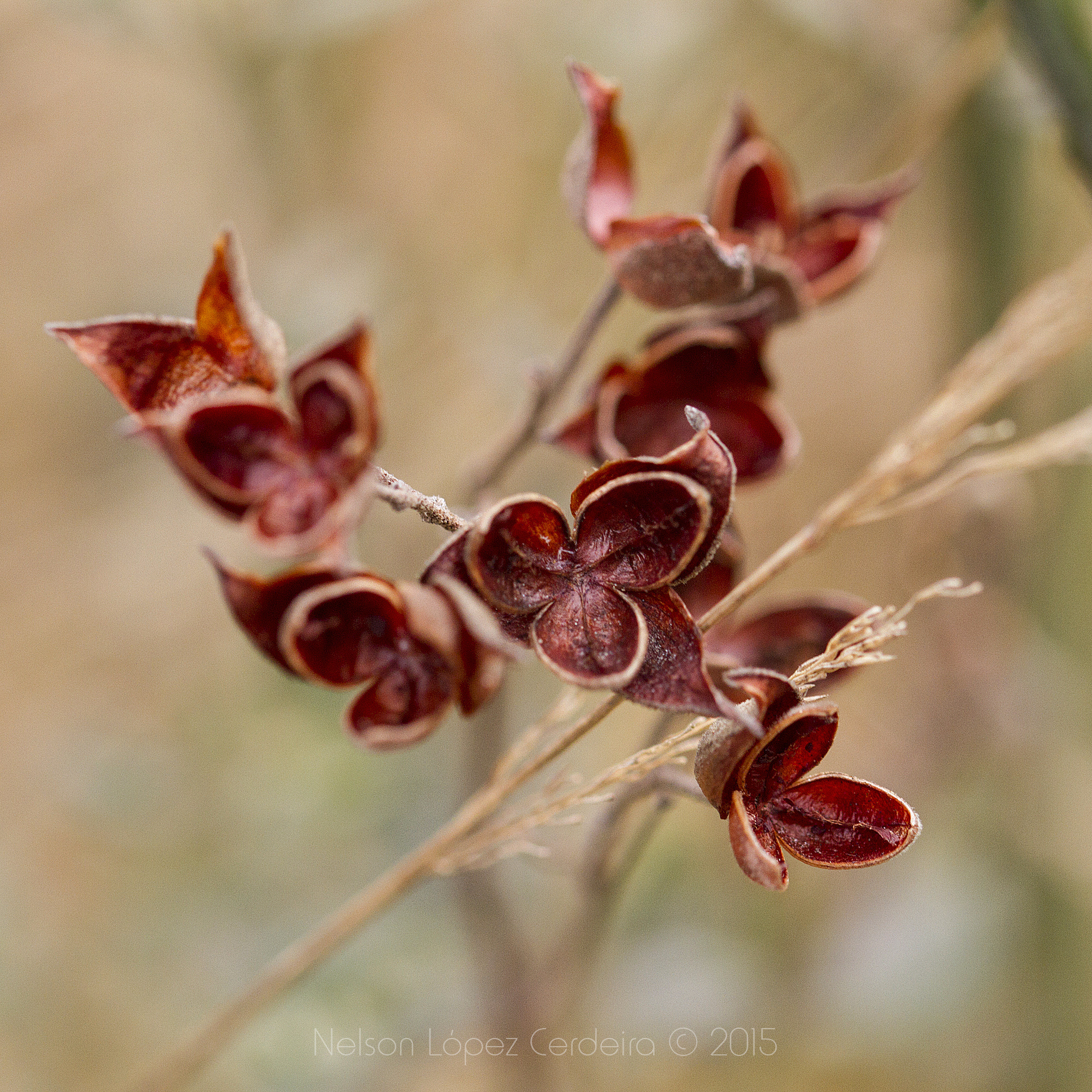 Canon EOS 7D sample photo. Macro 07 photography