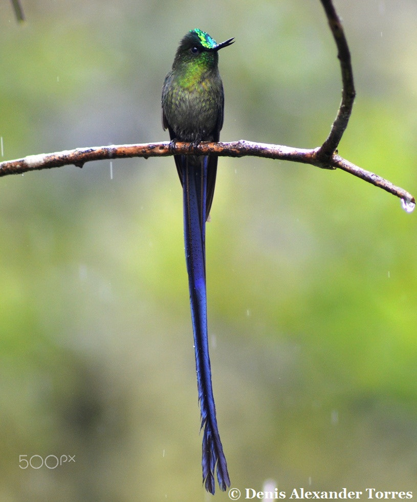Nikon AF Nikkor 70-300mm F4-5.6G sample photo. The long-tailed sylph photography