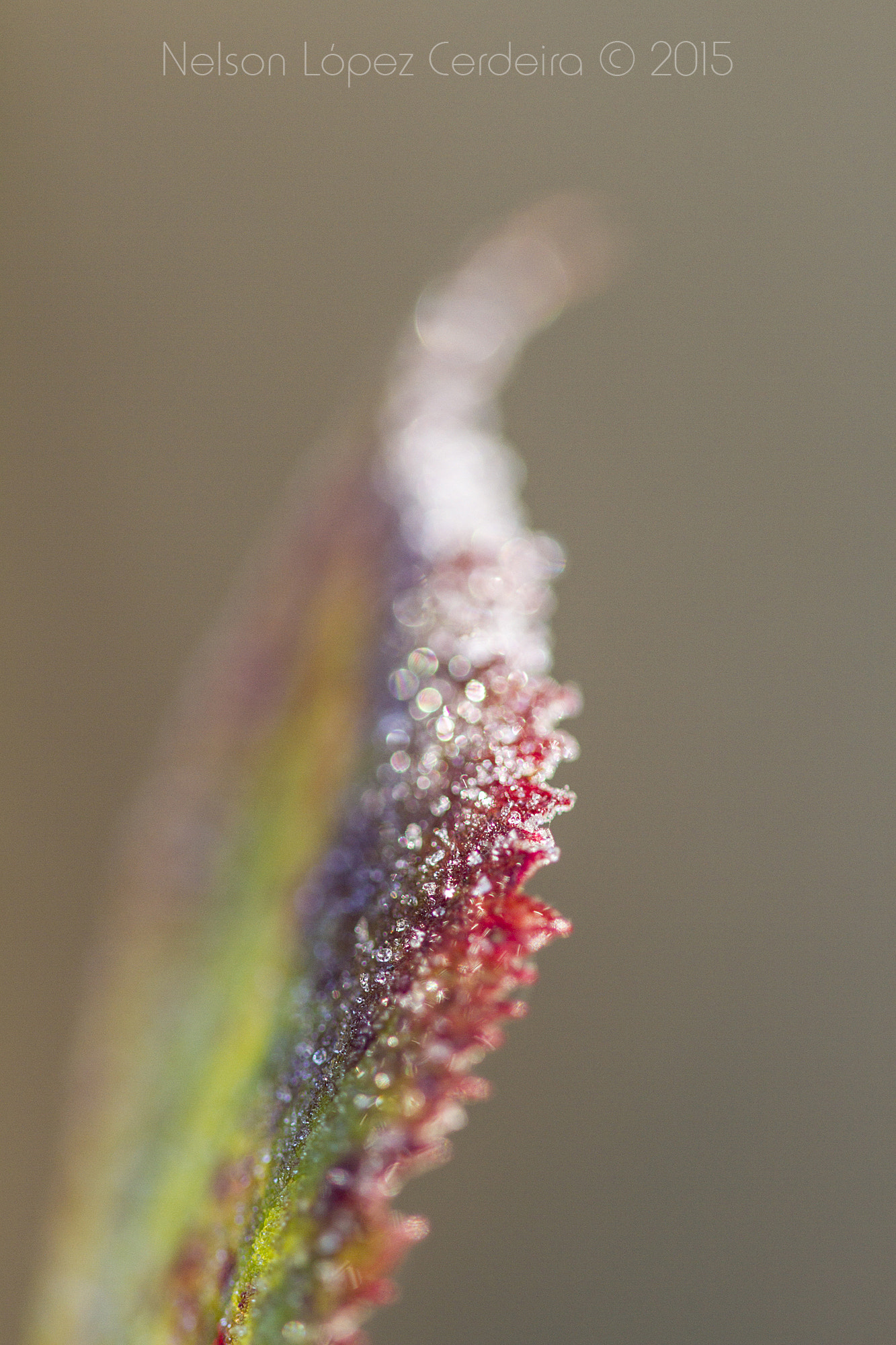 Sigma 105mm F2.8 EX DG OS HSM sample photo. Macro 10 photography
