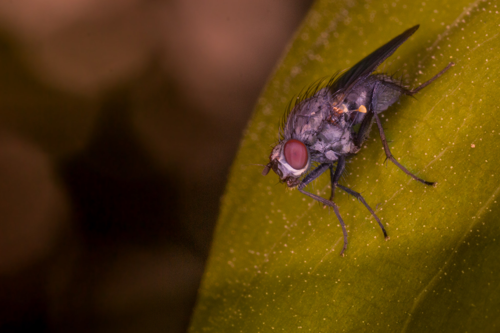 Canon EOS 700D (EOS Rebel T5i / EOS Kiss X7i) + Tamron SP AF 90mm F2.8 Di Macro sample photo. Fly photography