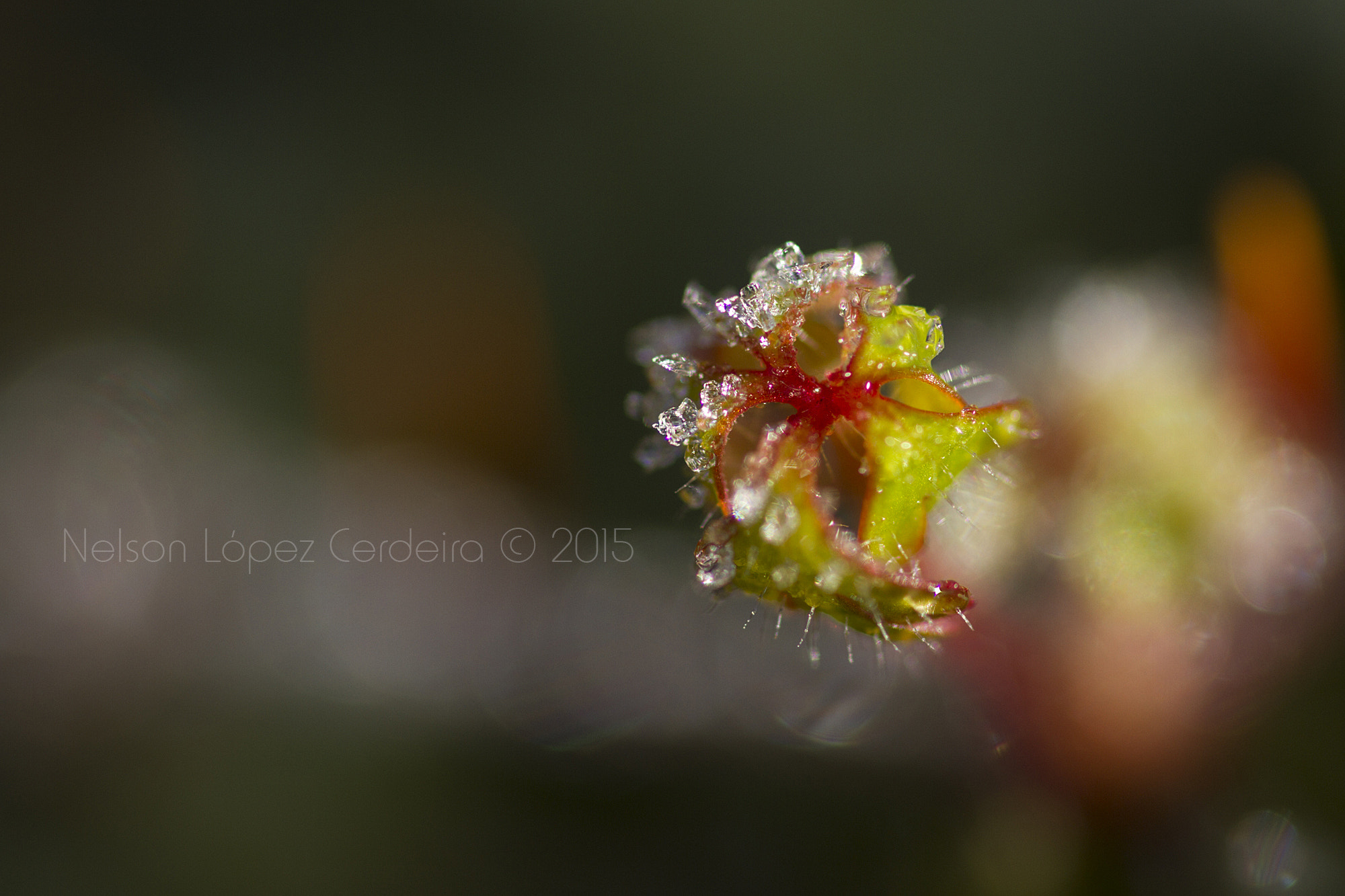 Sigma 105mm F2.8 EX DG OS HSM sample photo. Macro 12 photography