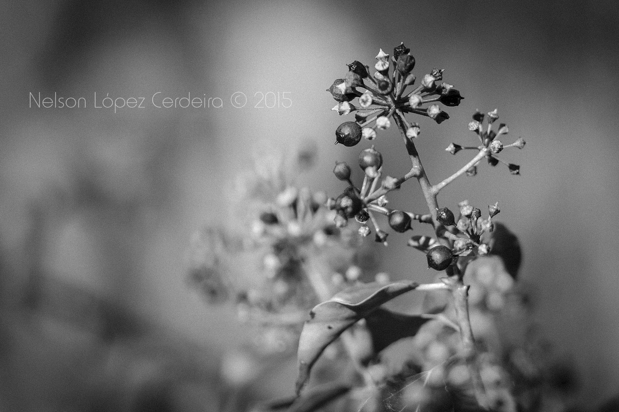 Sigma 105mm F2.8 EX DG OS HSM sample photo. Macro 16 photography