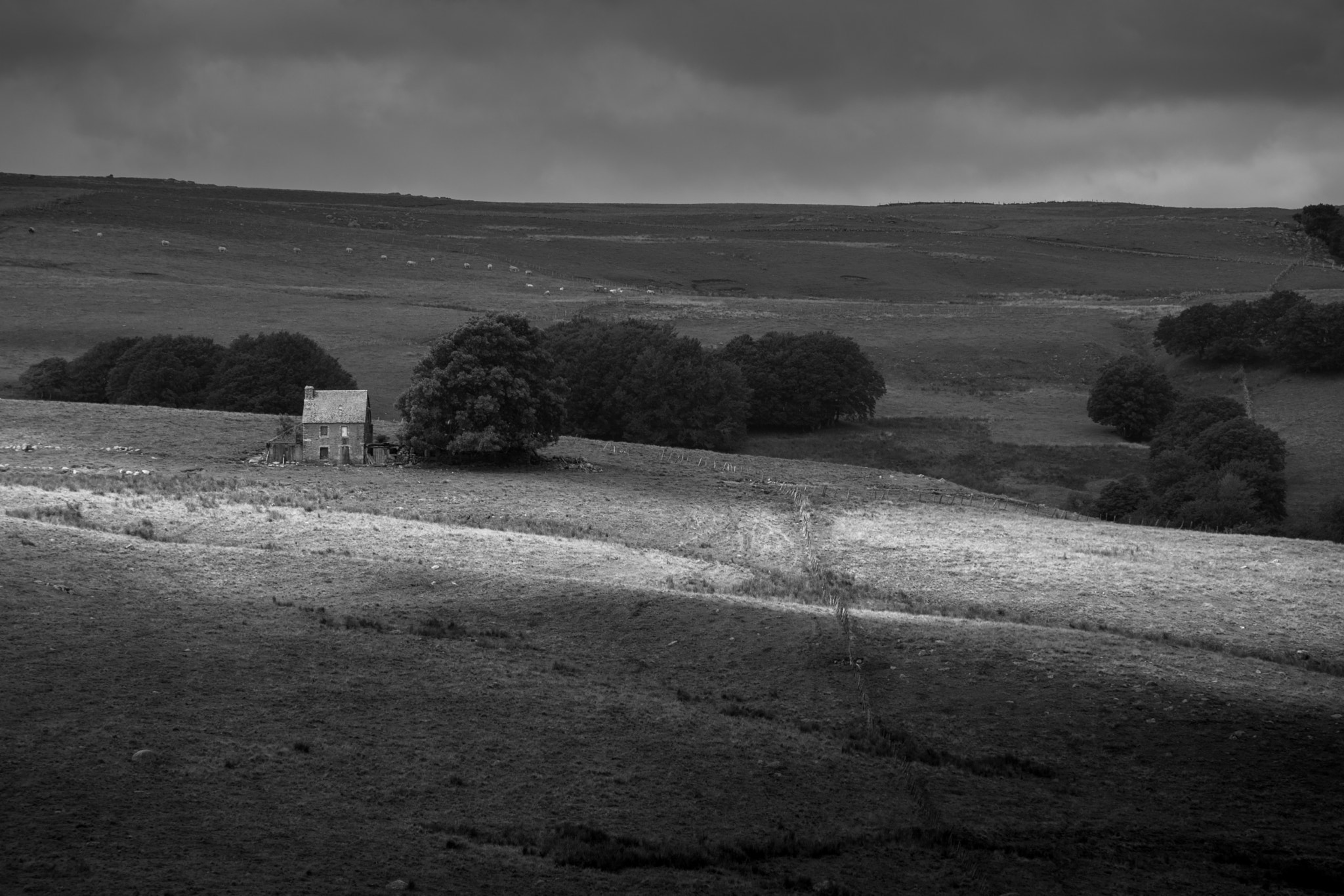 Sony Alpha DSLR-A850 + Sigma 70-200mm F2.8 EX DG Macro HSM II sample photo. Plateau de l'aubrac - france photography