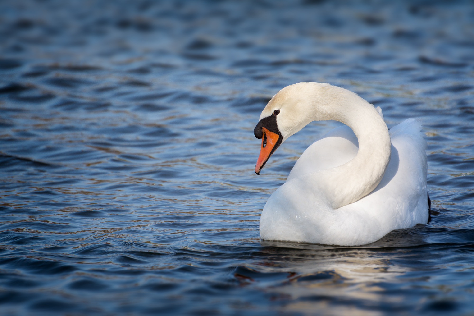 Nikon D7100 sample photo. Swan photography