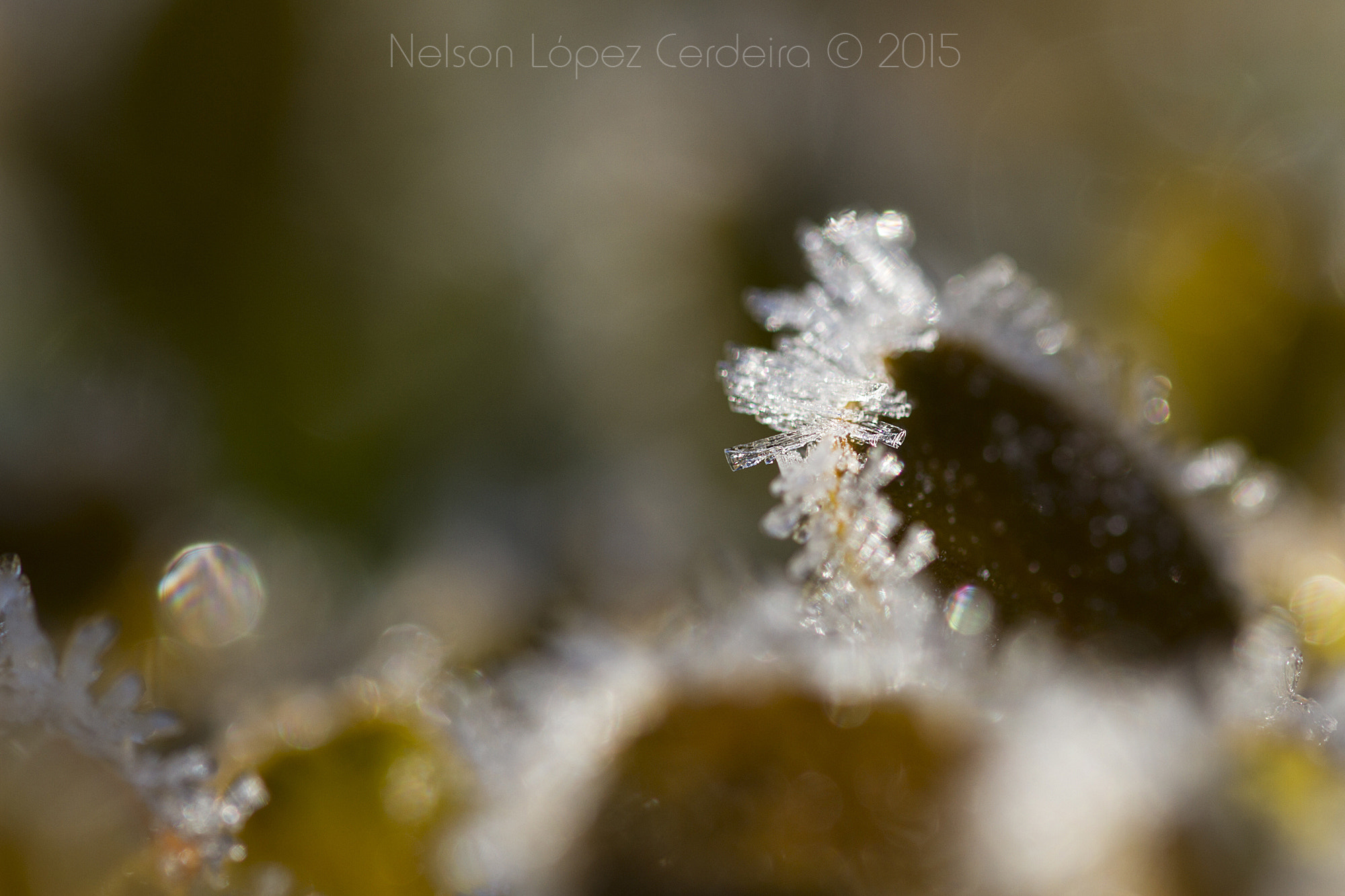 Sigma 105mm F2.8 EX DG OS HSM sample photo. Macro 17 photography