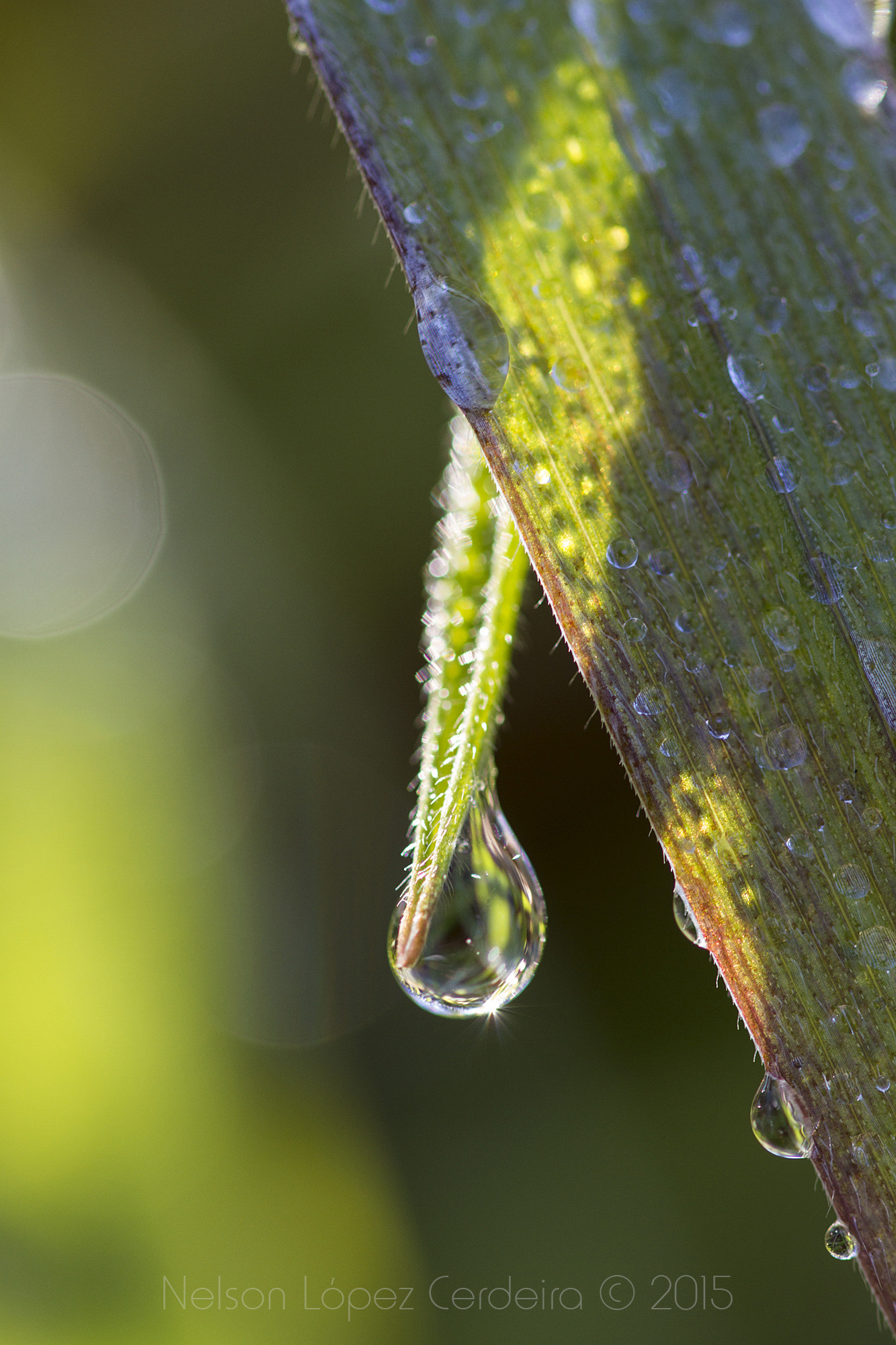 Canon EOS 7D sample photo. Macro 19 photography