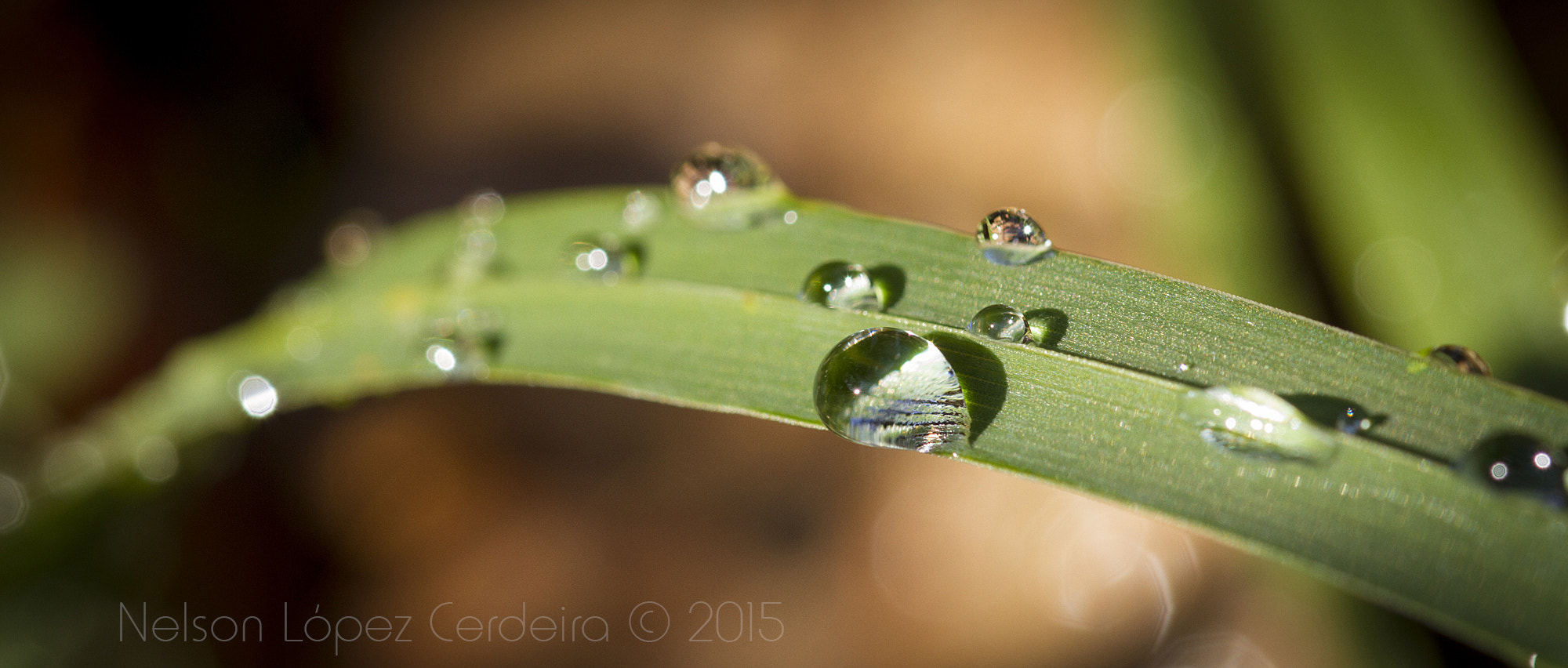 Sigma 105mm F2.8 EX DG OS HSM sample photo. Macro 22 photography