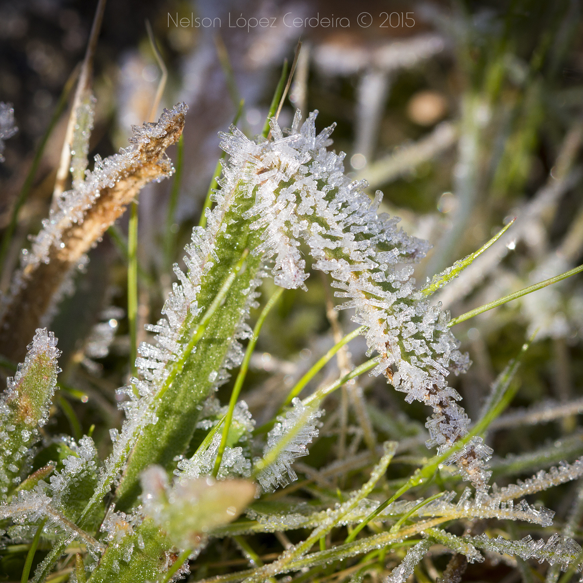 Sigma 105mm F2.8 EX DG OS HSM sample photo. Macro 23 photography