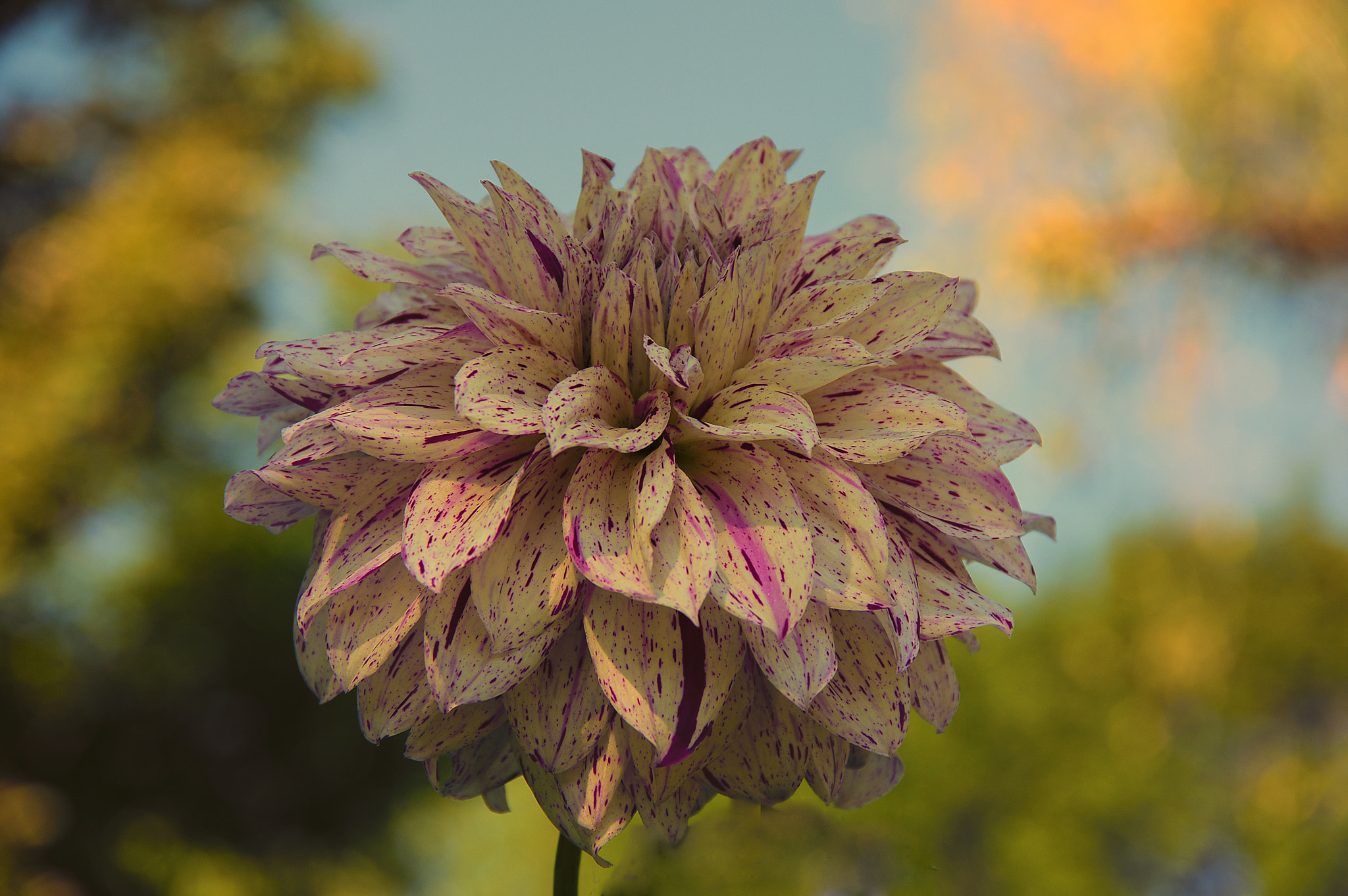 Pentax K-3 sample photo. Dalia photography