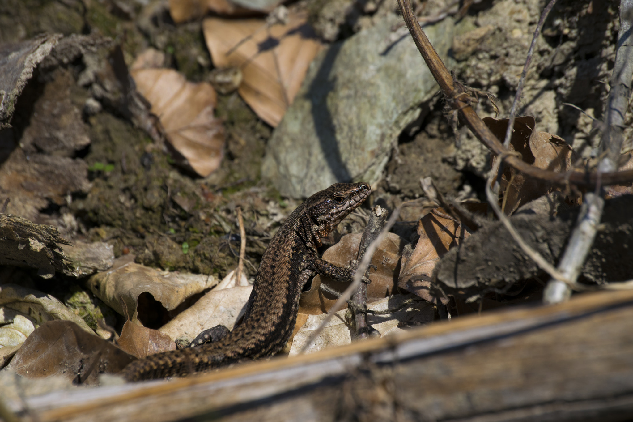Nikon D3300 sample photo. "prehistoric" lizard photography