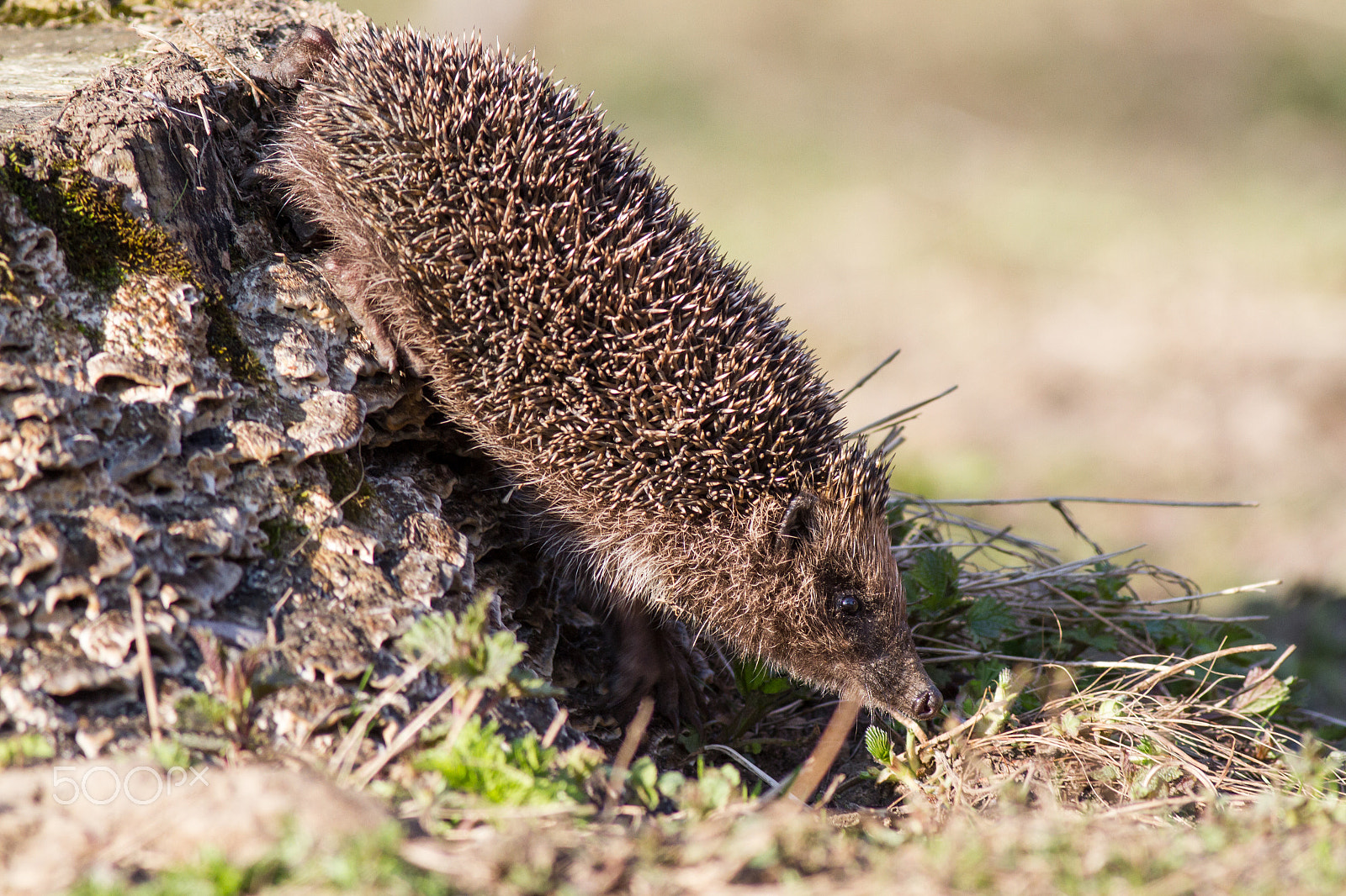 Canon EOS 7D + Canon EF 400mm F5.6L USM sample photo. ... went on the hunt ... photography