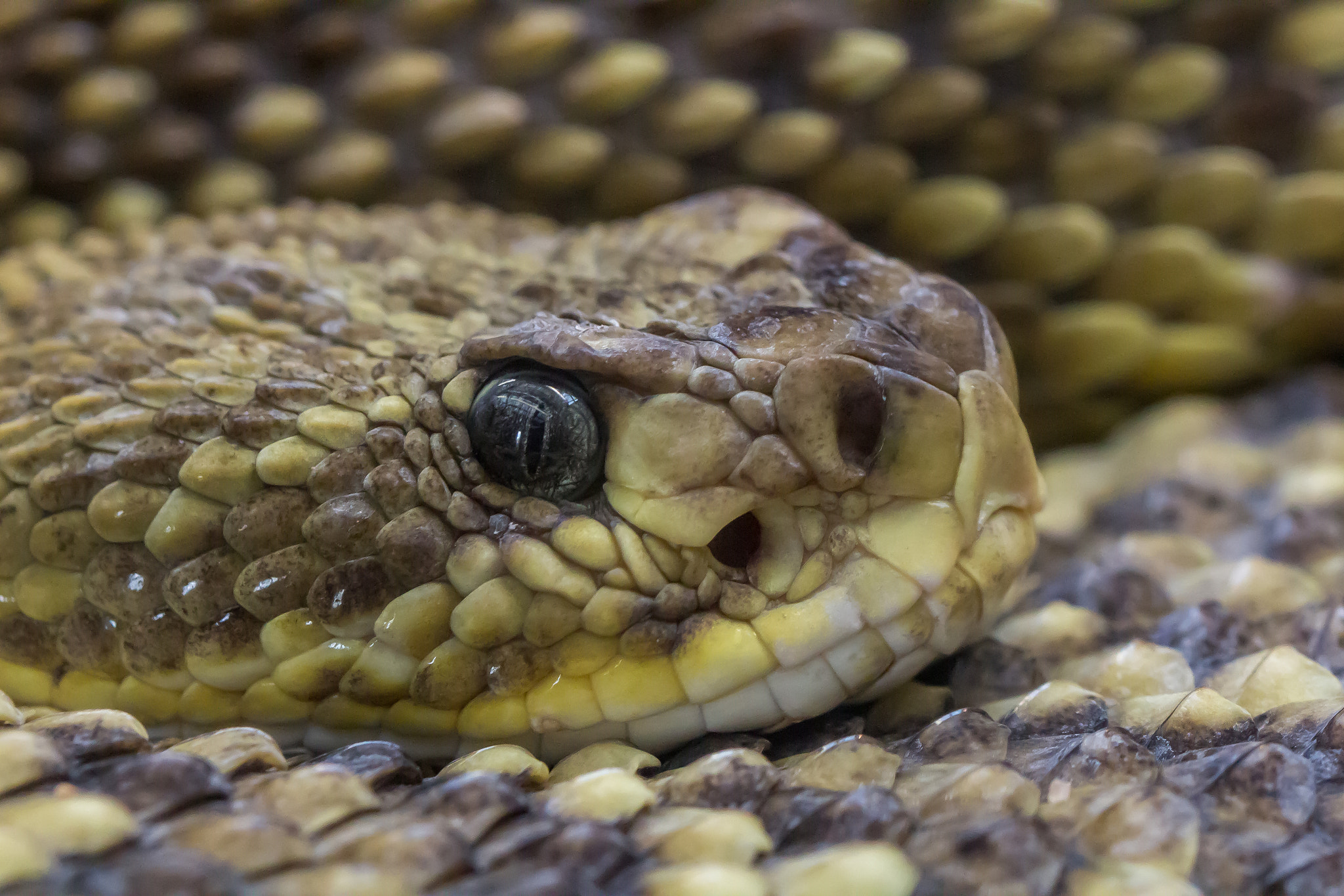 Canon EF 100mm F2.8L Macro IS USM sample photo. Basilisken-klapperschlange (crotalus basiliscus) photography