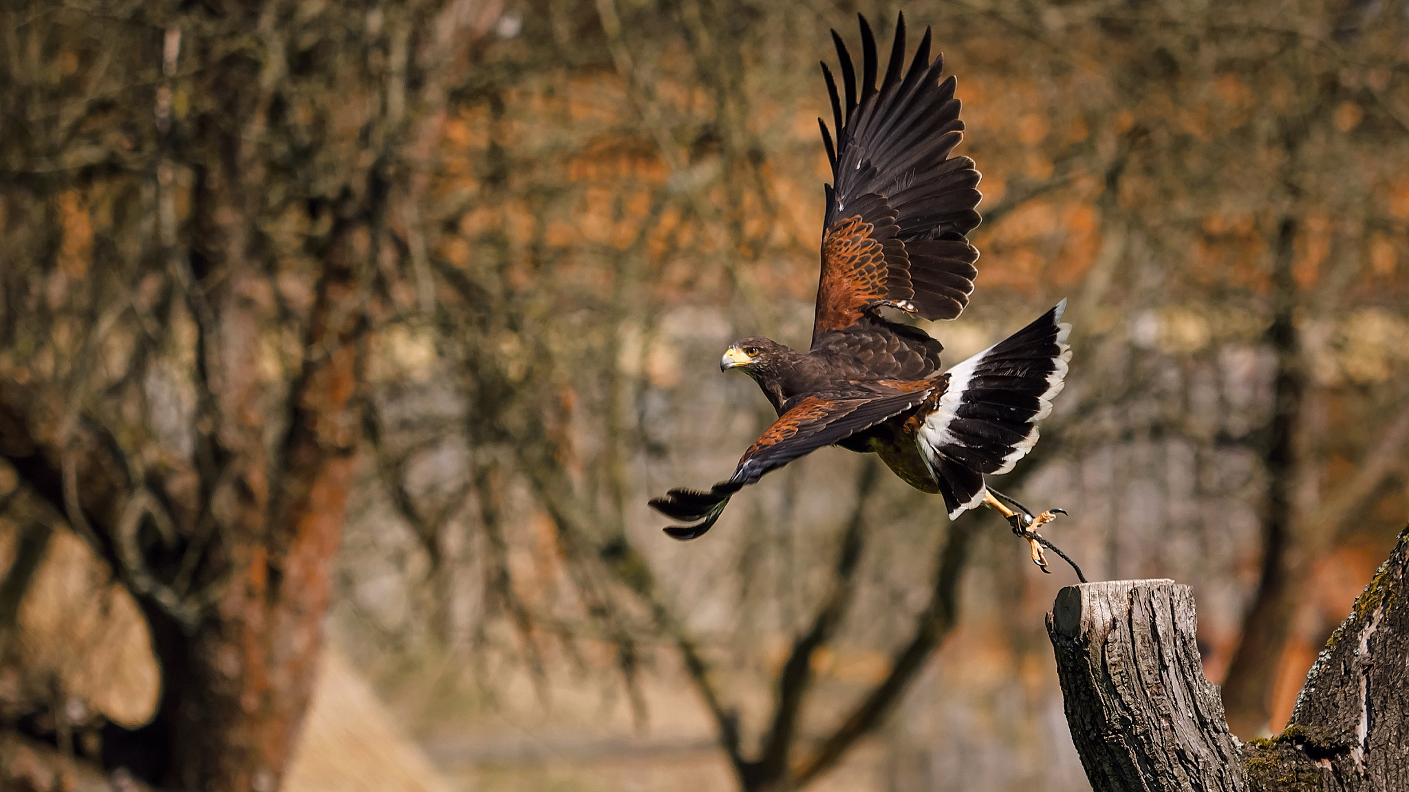 Olympus OM-D E-M1 sample photo. Birds of prey show photography