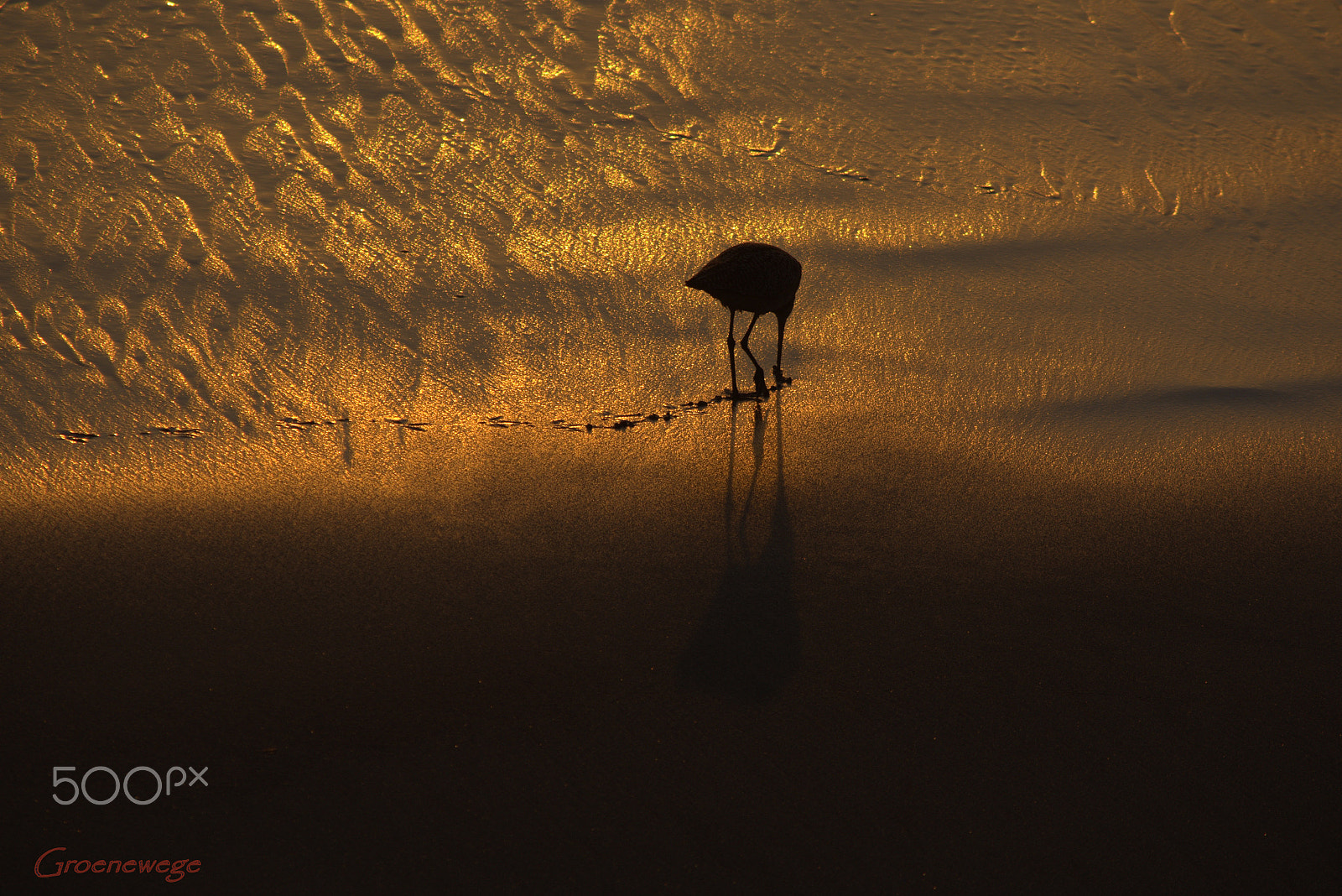 Nikon D7100 sample photo. Surrounded by gold... photography