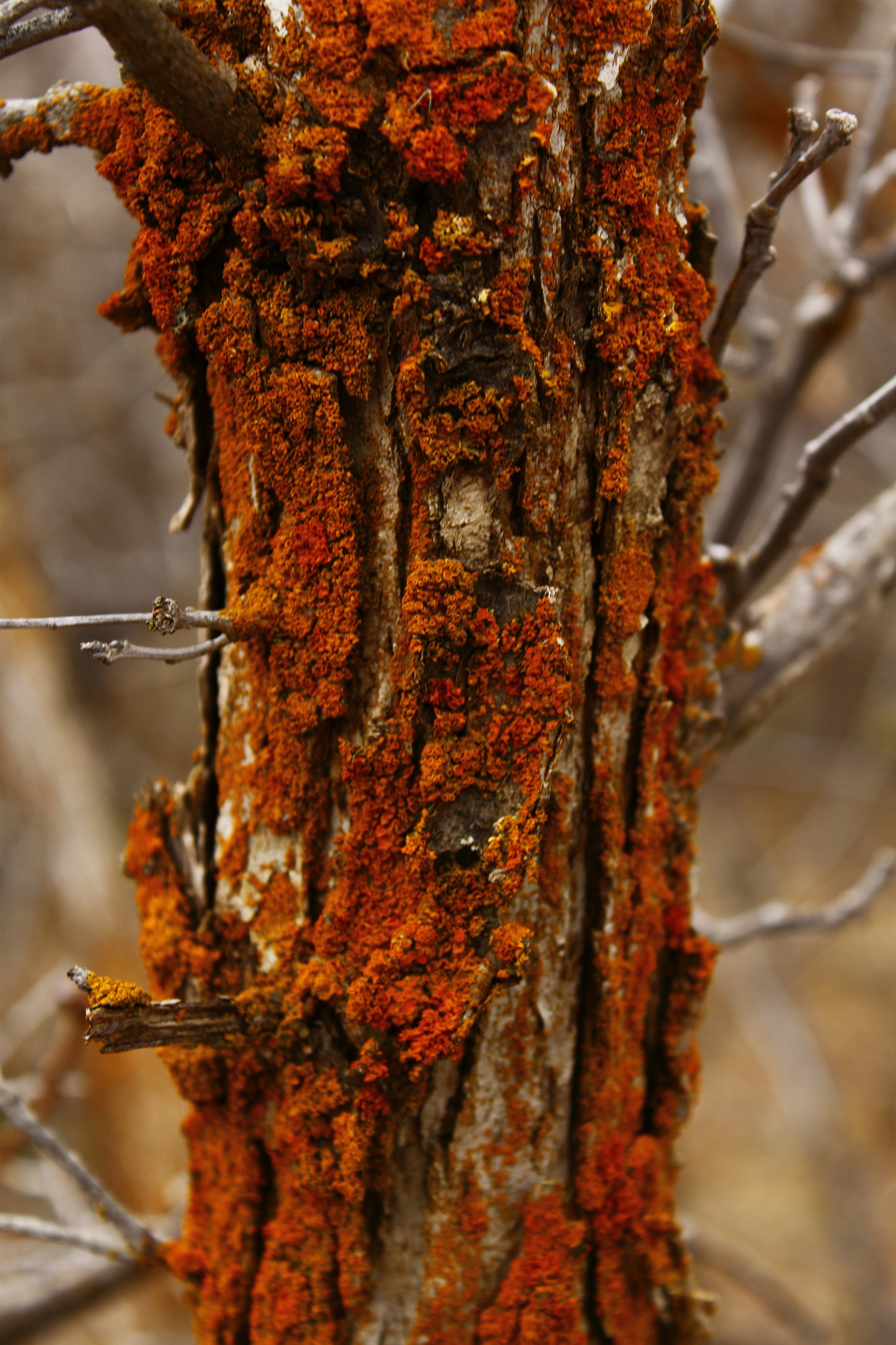Canon EF-S 18-55mm F3.5-5.6 IS sample photo. Lichen on scrub oak photography