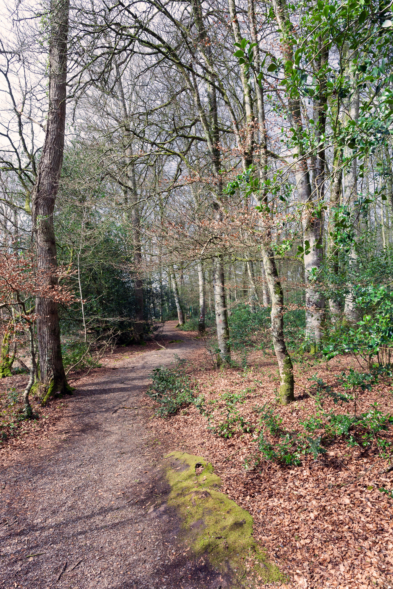Canon EF 17-40mm F4L USM sample photo. Woods photography
