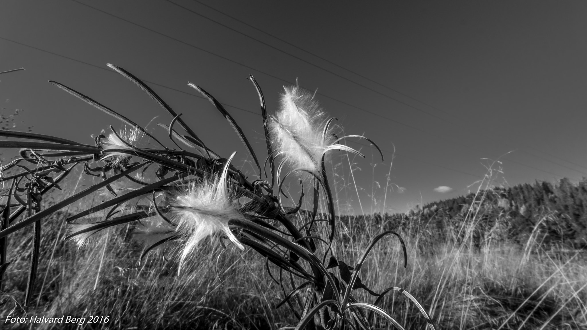 Samsung NX1 + Samsung NX 12-24mm F4-5.6 ED sample photo. Willowherb in the mountains photography