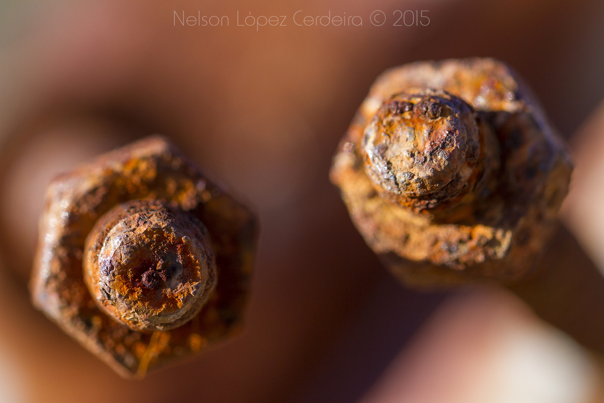 Sigma 105mm F2.8 EX DG OS HSM sample photo. Macro photography