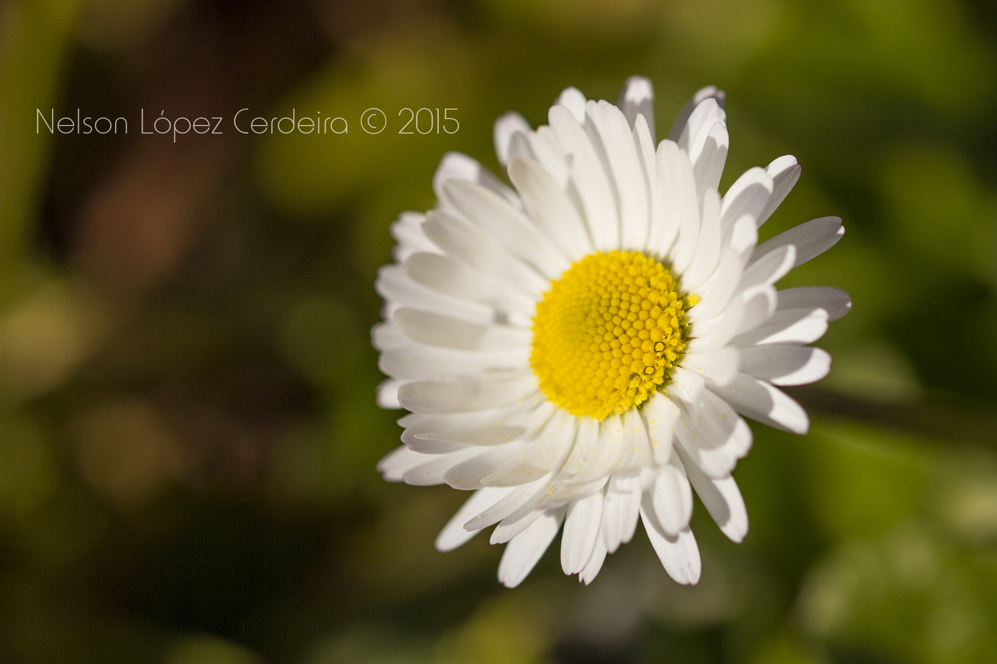 Sigma 105mm F2.8 EX DG OS HSM sample photo. Macro photography