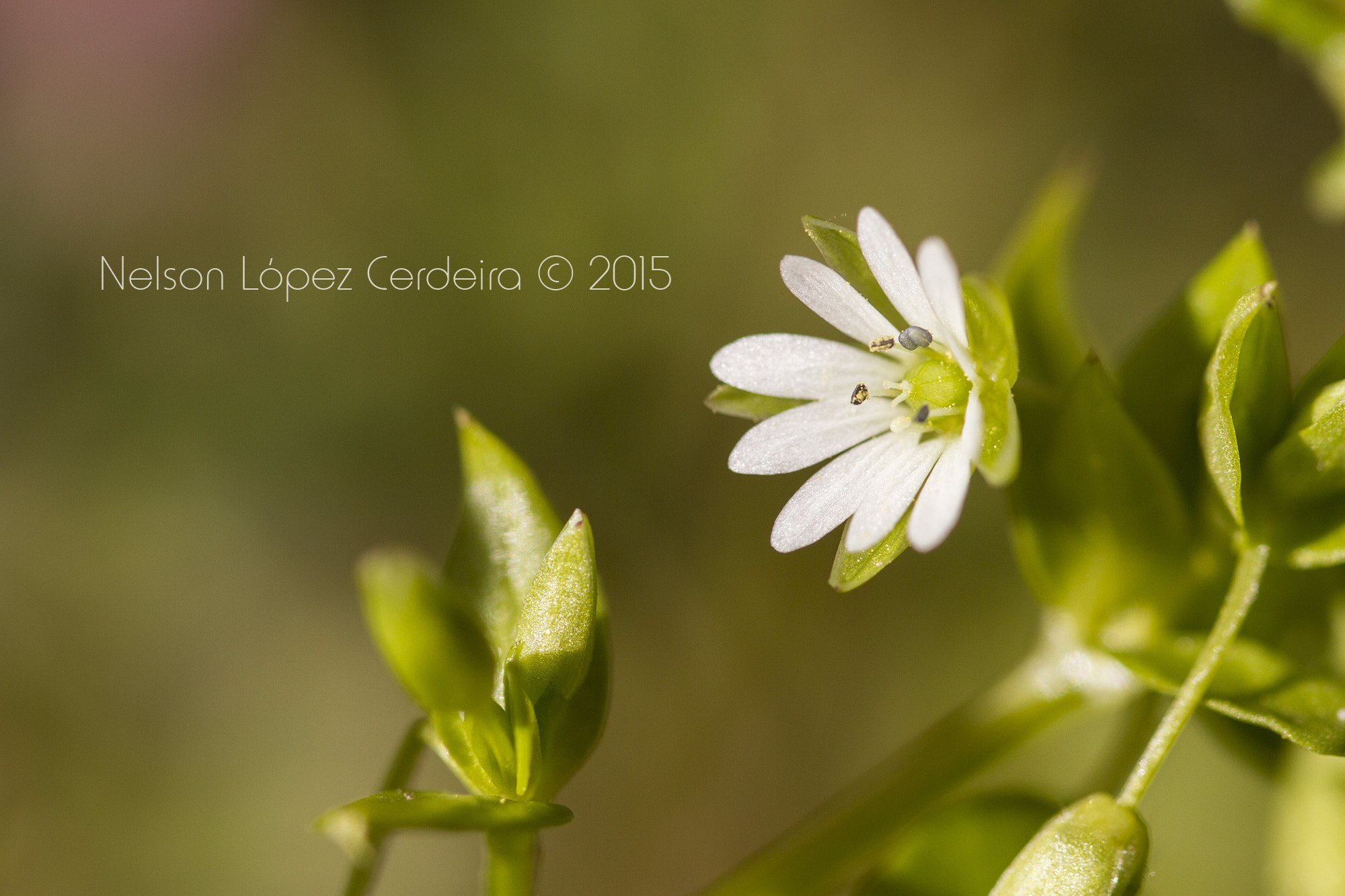 Sigma 105mm F2.8 EX DG OS HSM sample photo. Macro photography