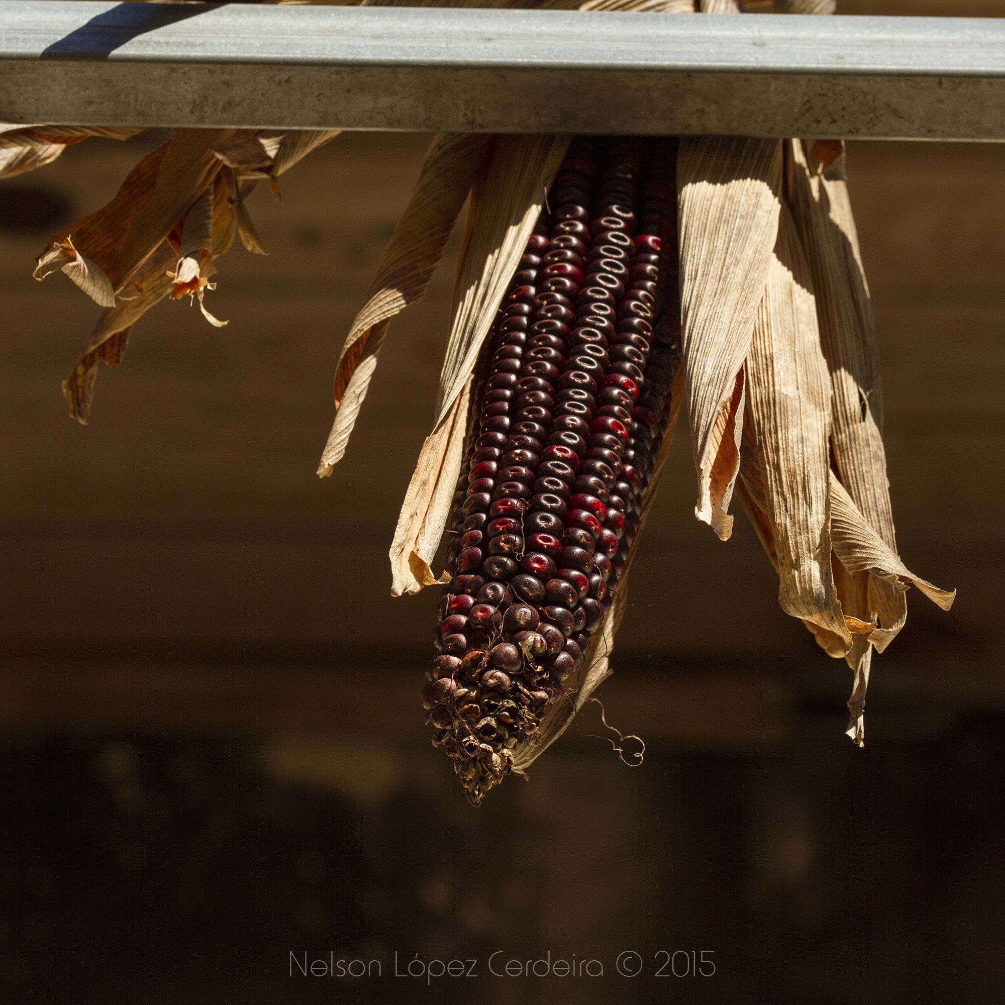 Sigma 105mm F2.8 EX DG OS HSM sample photo. Macro photography
