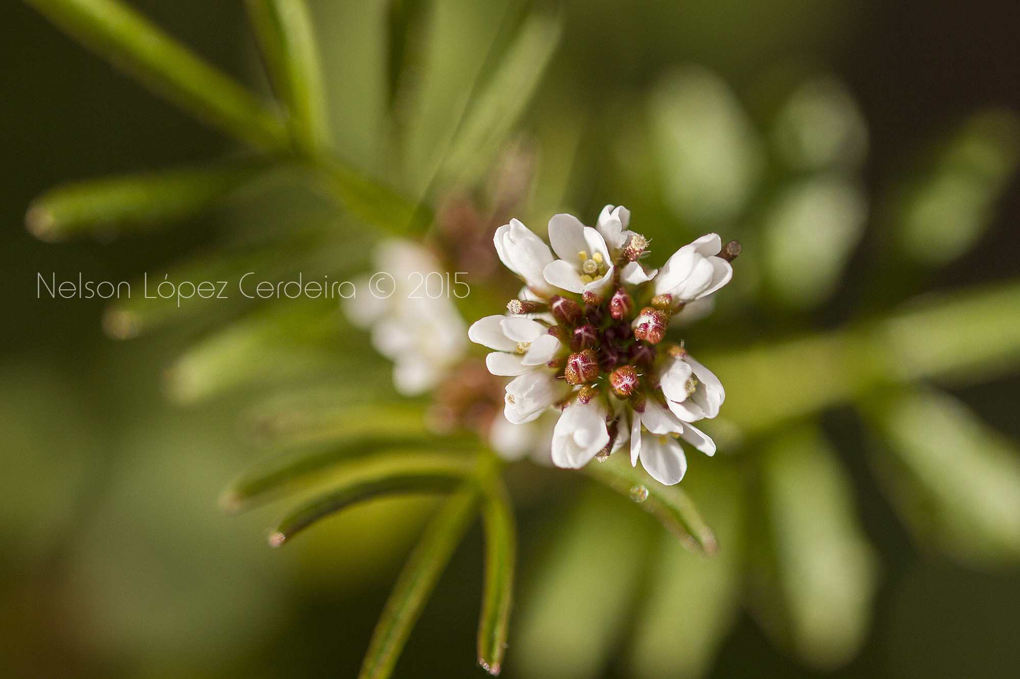 Sigma 105mm F2.8 EX DG OS HSM sample photo. Macro photography