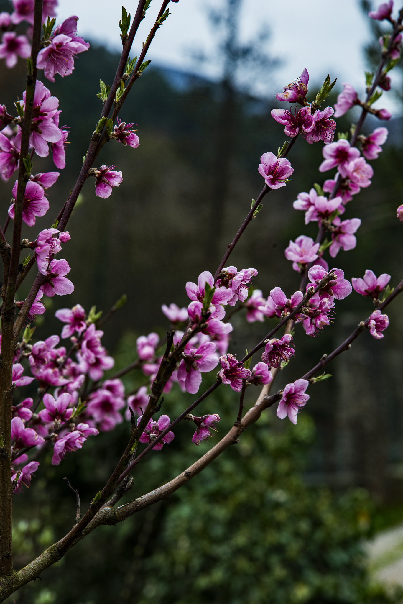 Nikon AF-S Nikkor 24-120mm F4G ED VR sample photo. Pink photography