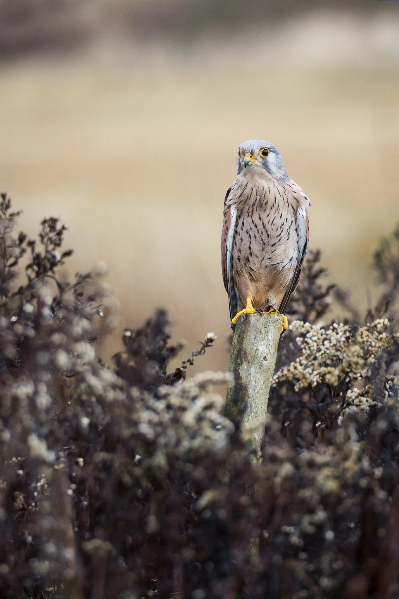 Sigma 150-600mm F5-6.3 DG OS HSM | S sample photo. Kestrel (falco tinnunculus) photography