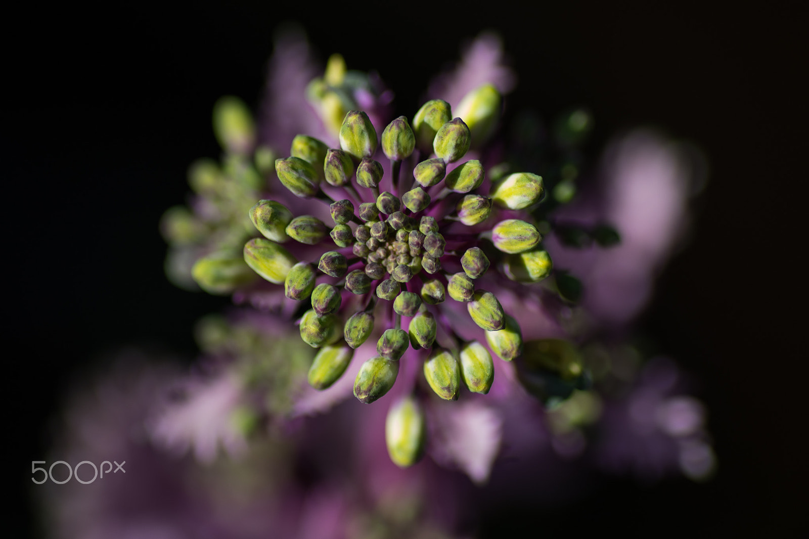 Canon EOS 7D Mark II + Tamron SP AF 90mm F2.8 Di Macro sample photo. Gone to seed photography