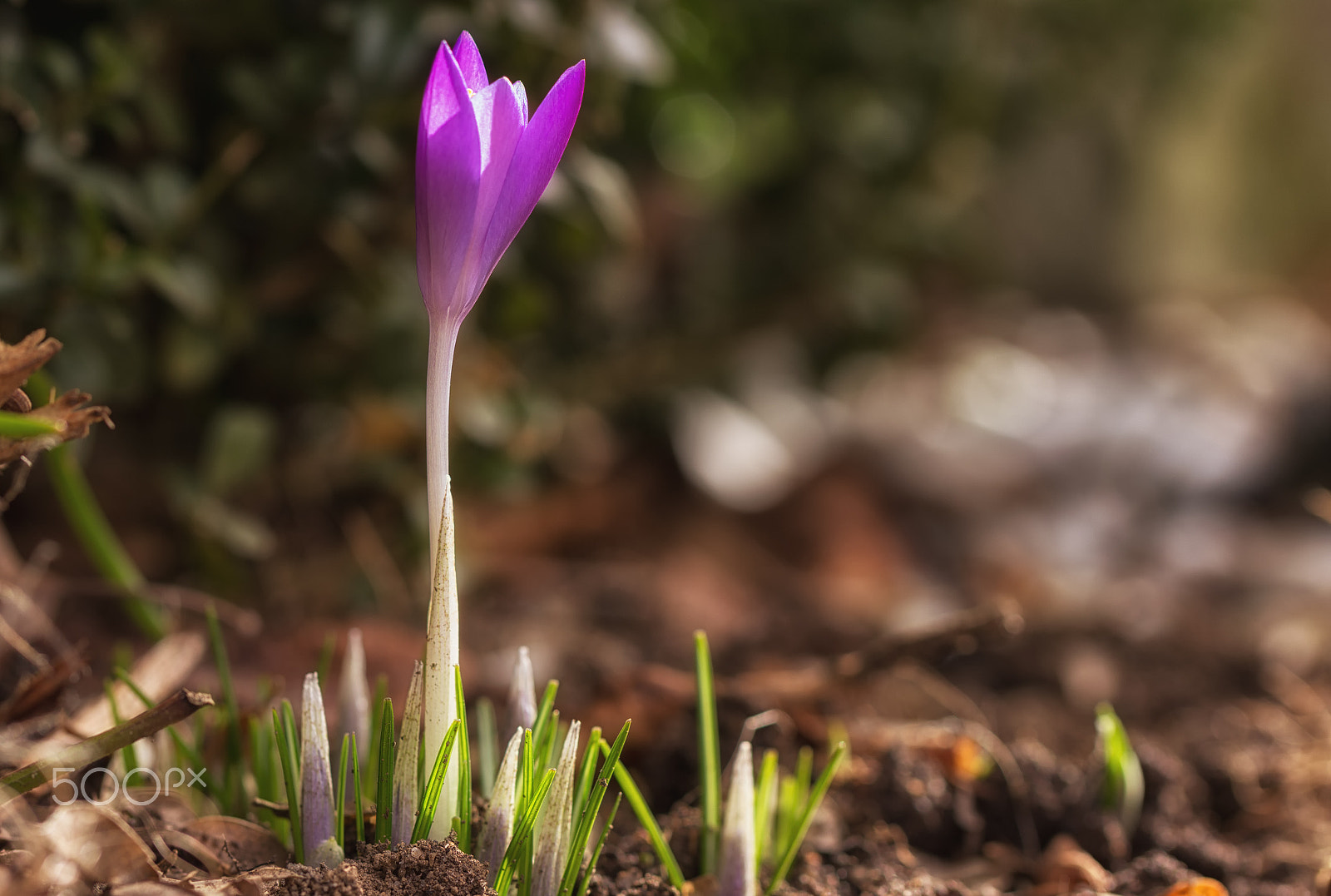 Tamron SP AF 60mm F2 Di II LD IF Macro sample photo. Frühling photography