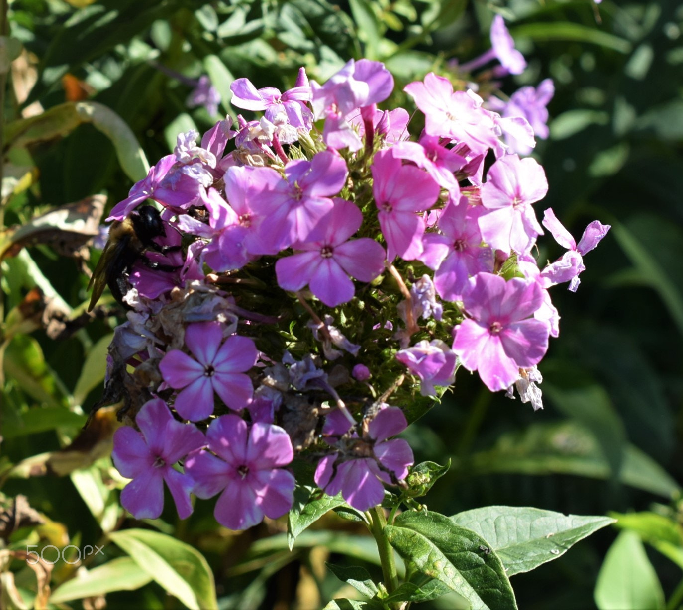 Nikon D3300 sample photo. Bee enjoying pink flower photography