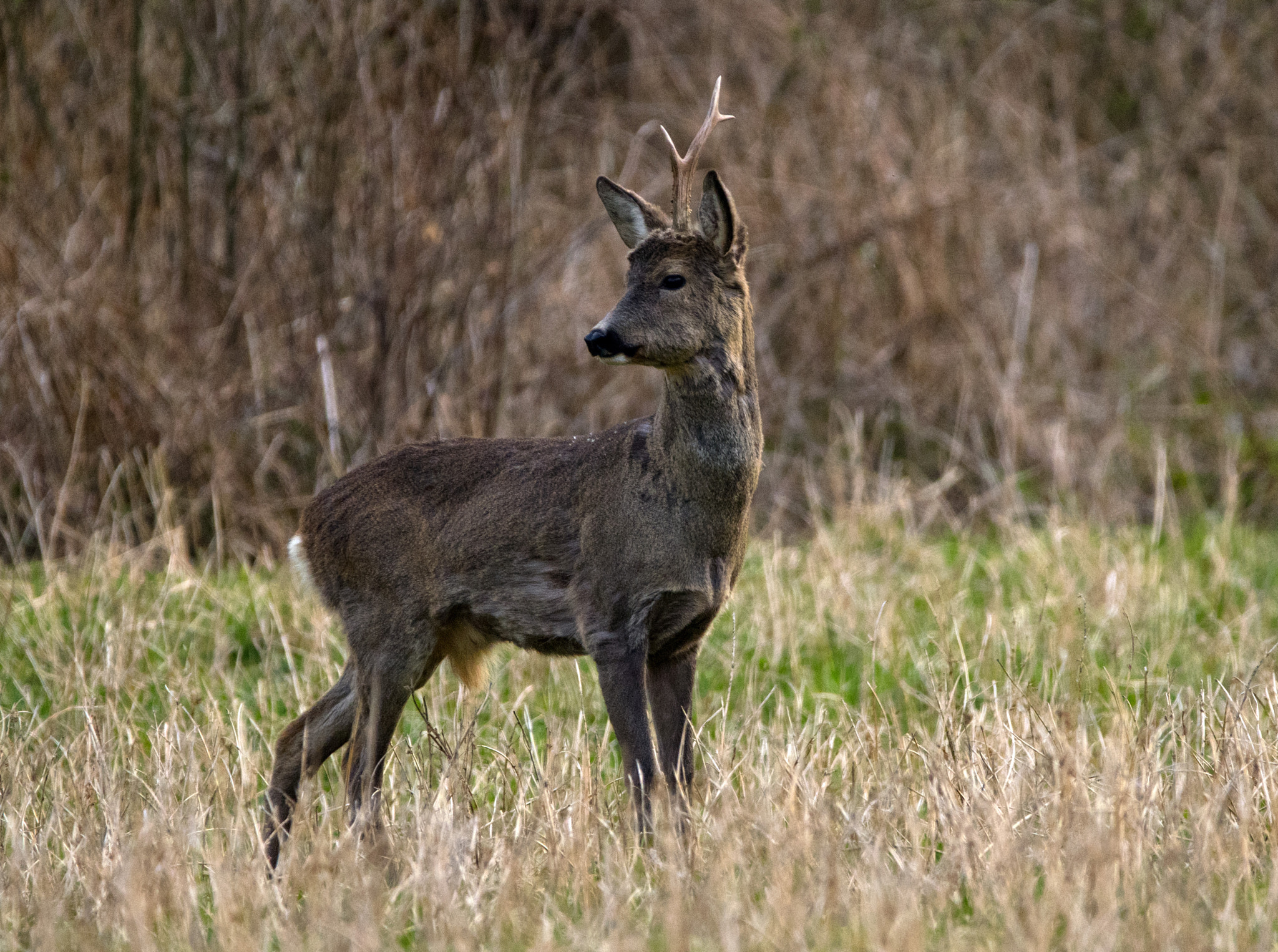 Nikon D5600 + Sigma 150-600mm F5-6.3 DG OS HSM | C sample photo. Roebuck photography