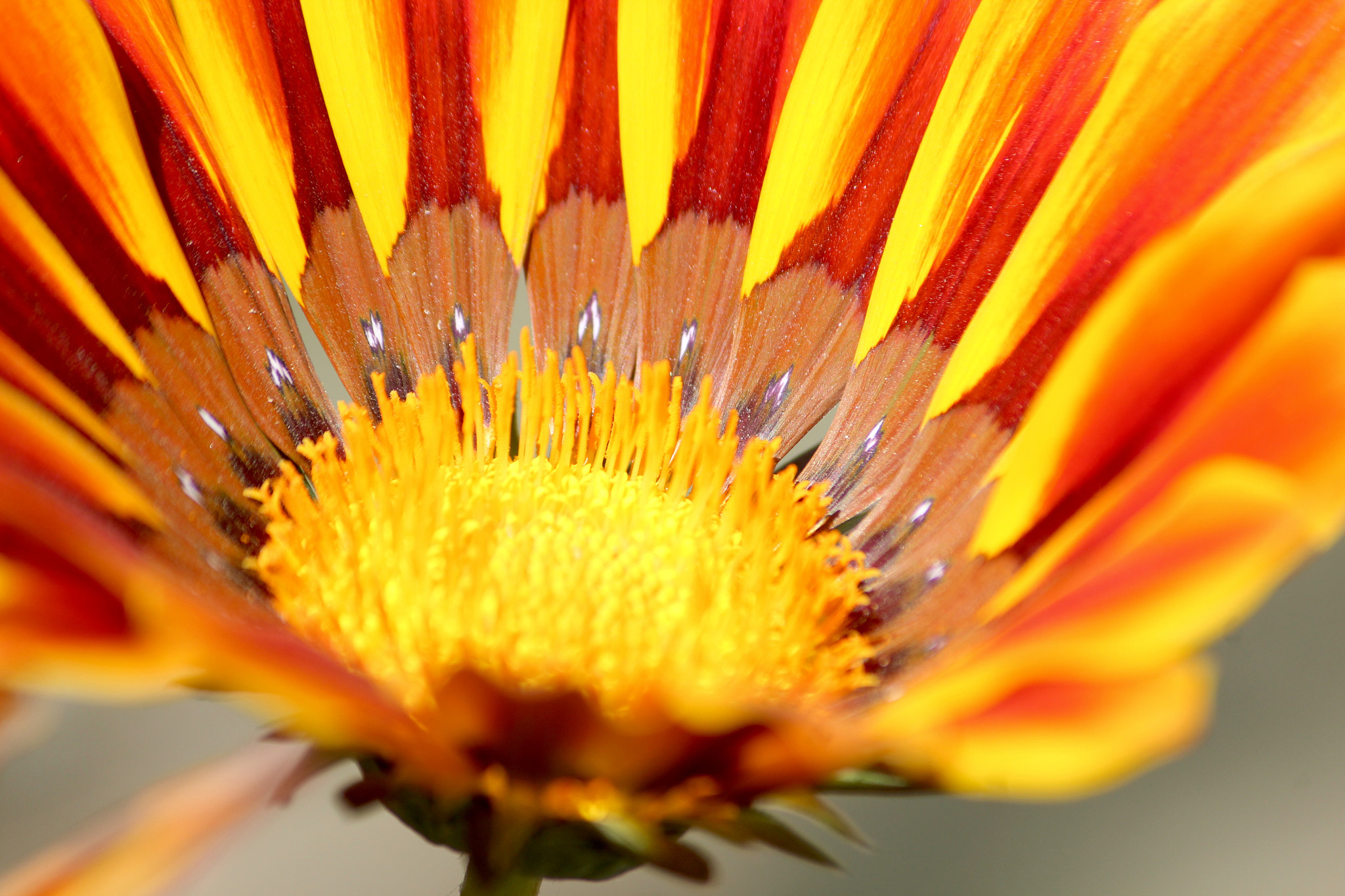 Canon EF-S 55-250mm F4-5.6 IS II sample photo. Natural beauty photography