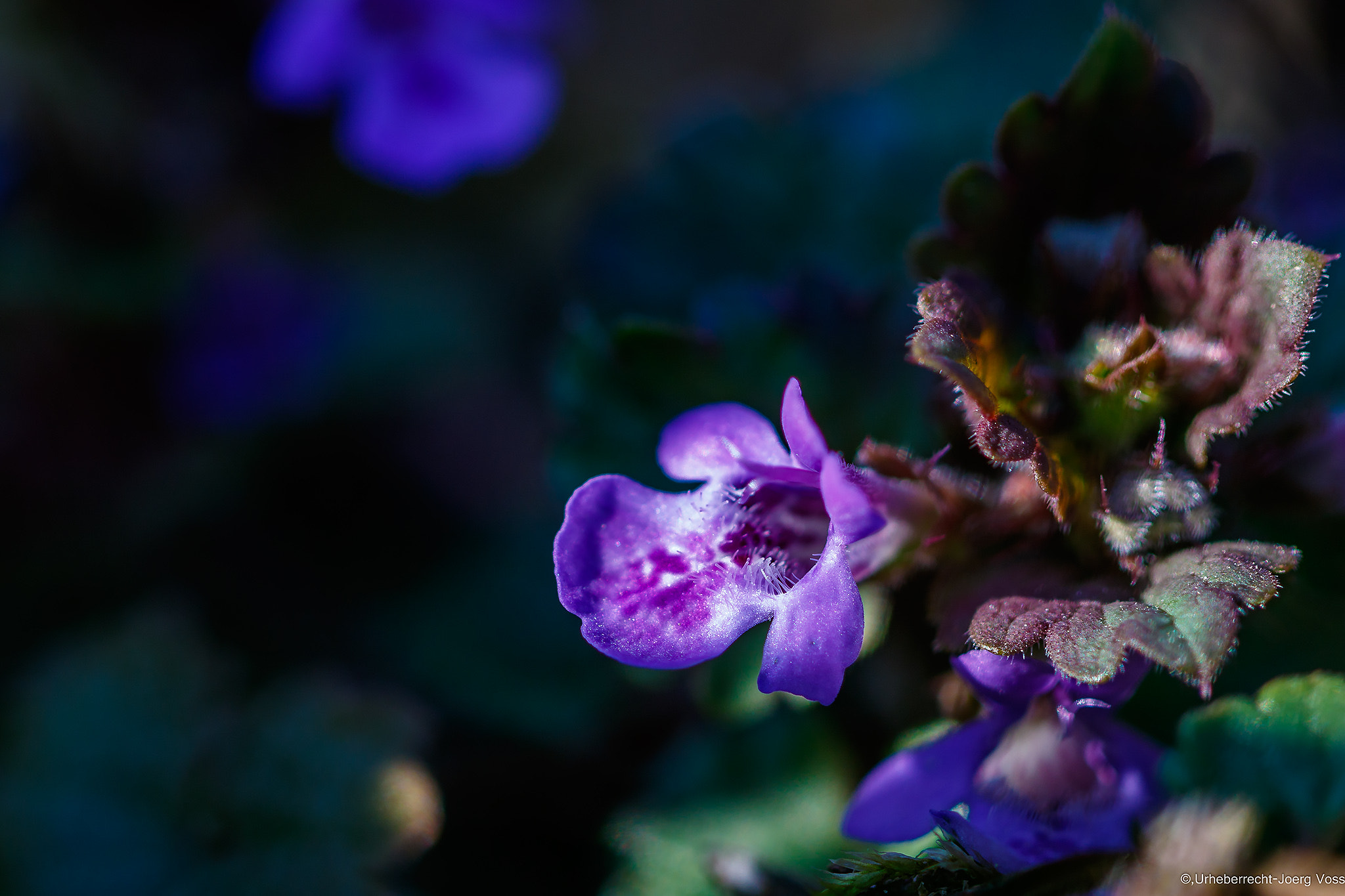 Canon EF 100mm F2.8L Macro IS USM sample photo. Small hidden beauty photography