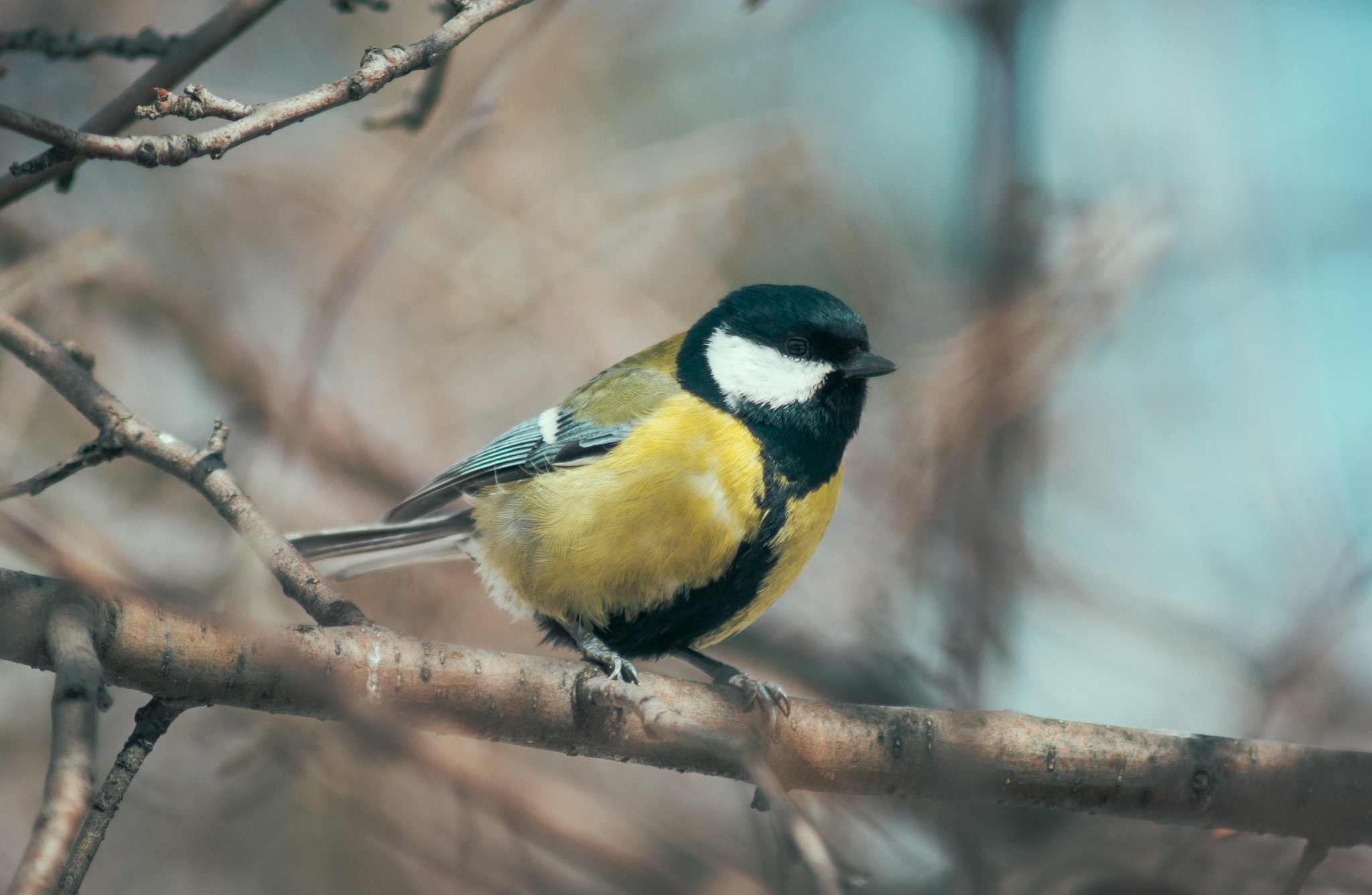 Sony Alpha DSLR-A450 + Sony 75-300mm F4.5-5.6 sample photo. Titmouse photography