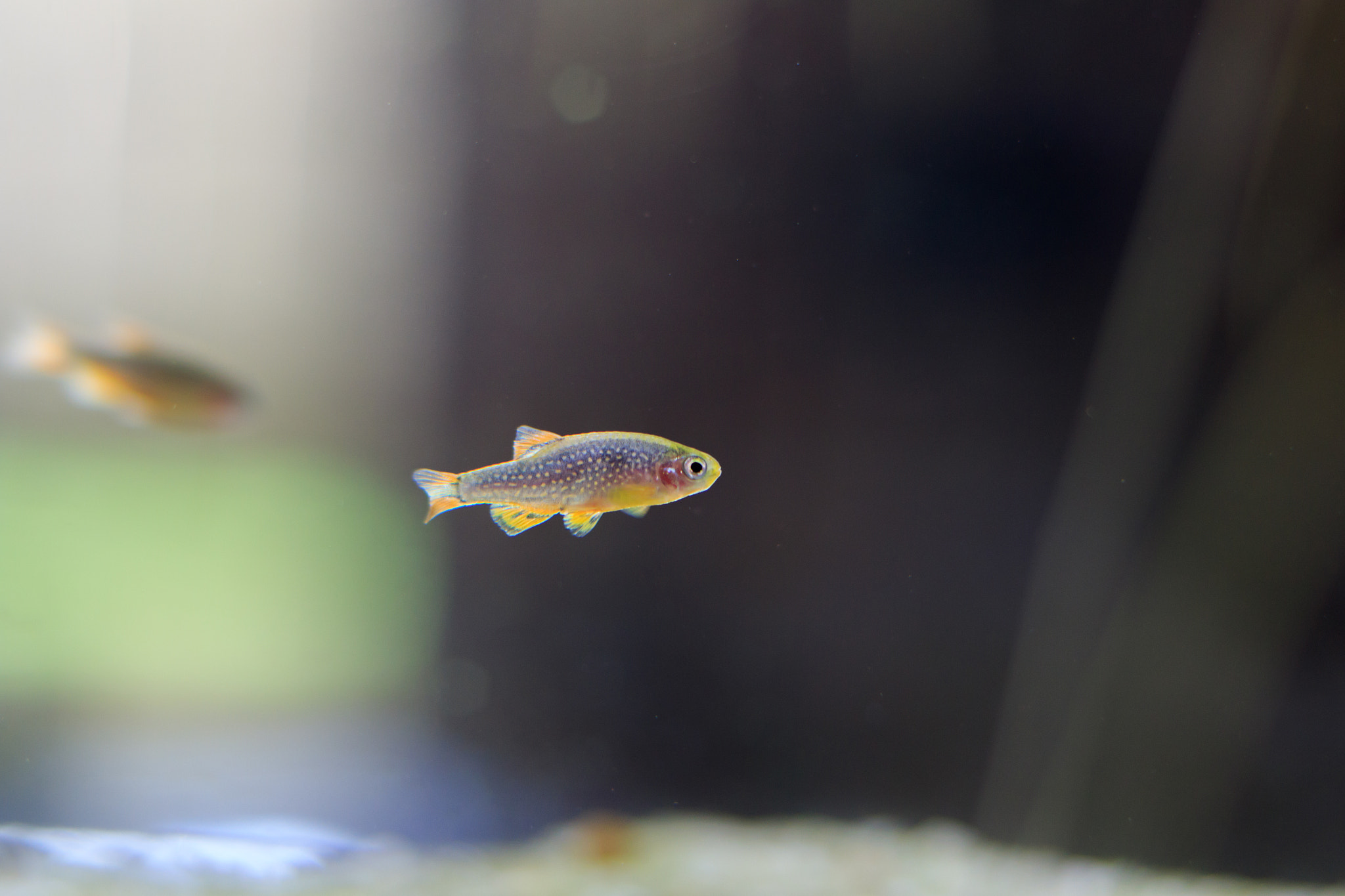 Canon EF 50mm F1.8 II sample photo. Celestial pearl danio photography