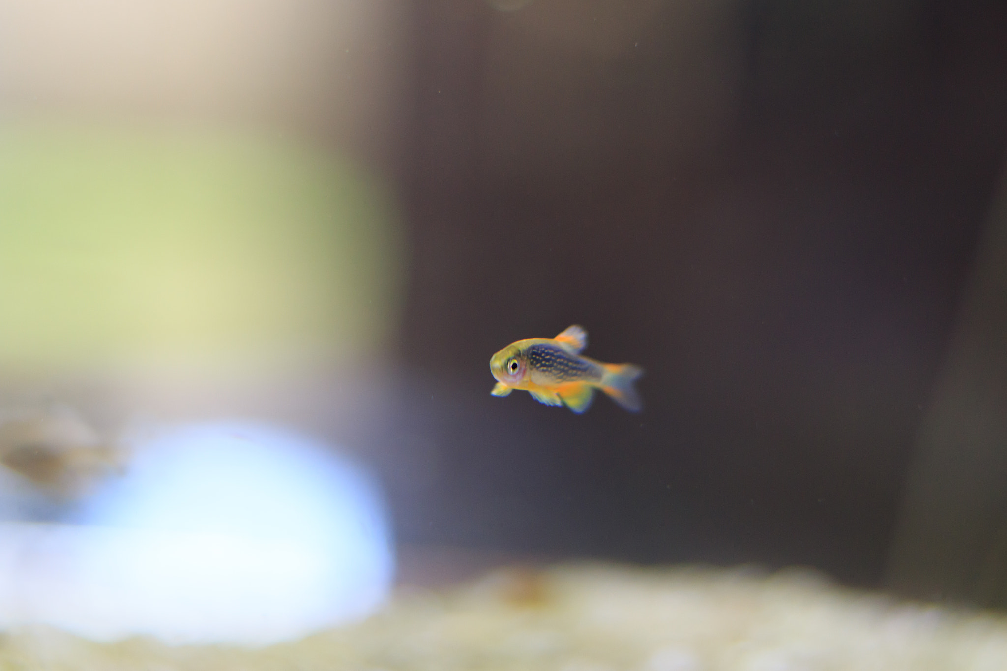 Canon EF 50mm F1.8 II sample photo. Celestial pearl danio swimming photography