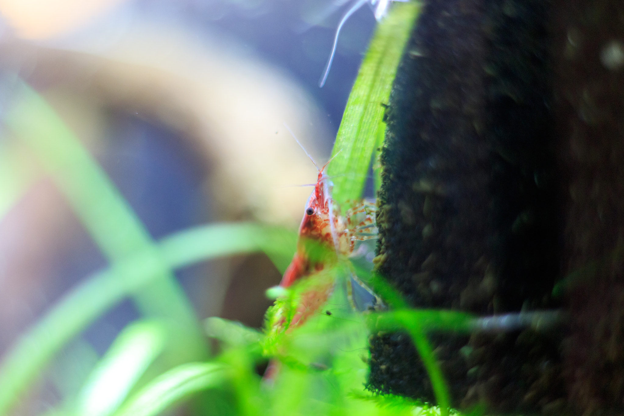 Canon EF 50mm F1.8 II sample photo. Shrimp feeding on algae photography